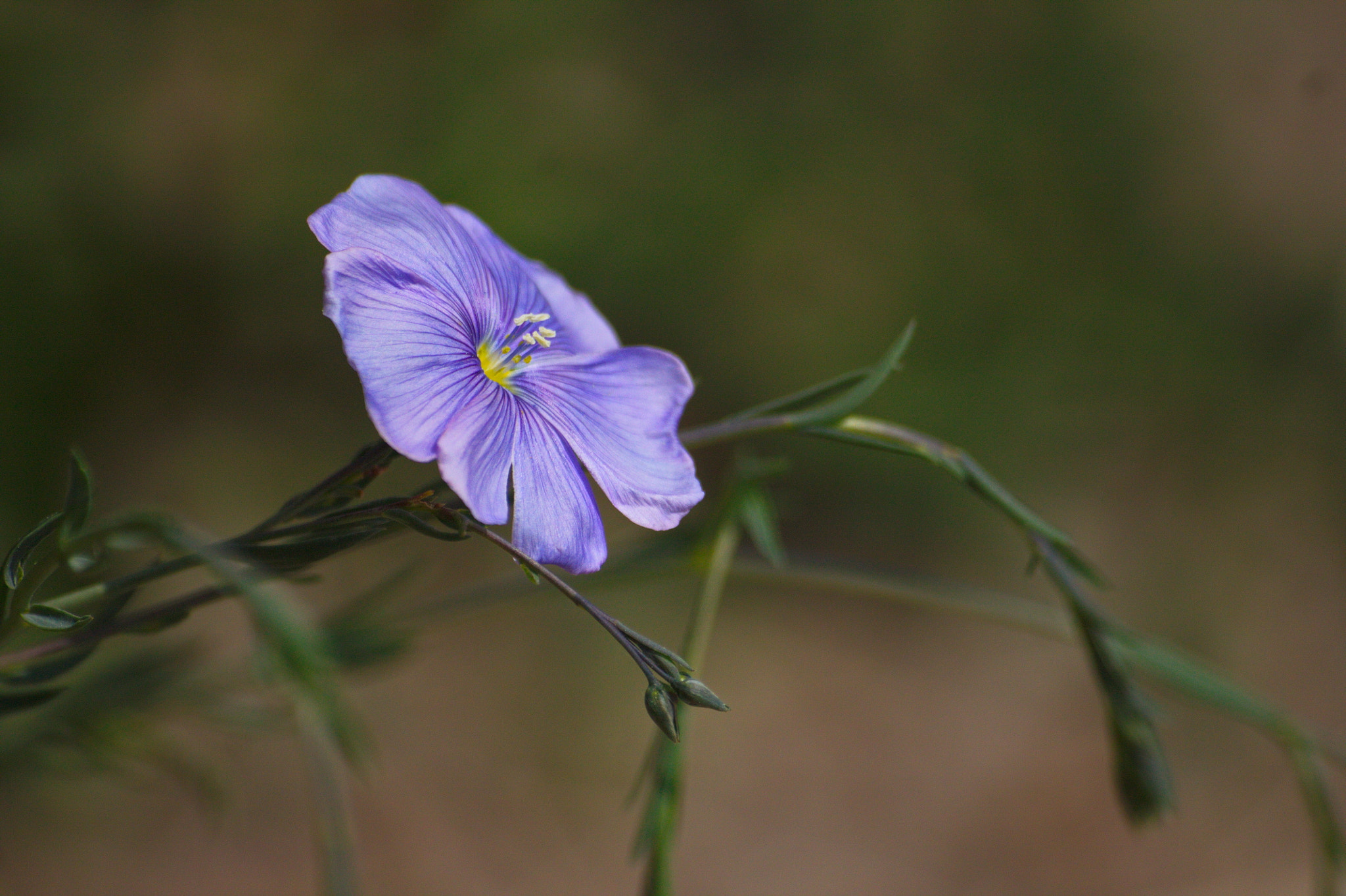 Sigma 70-300mm F4-5.6 APO DG Macro sample photo. Polny photography