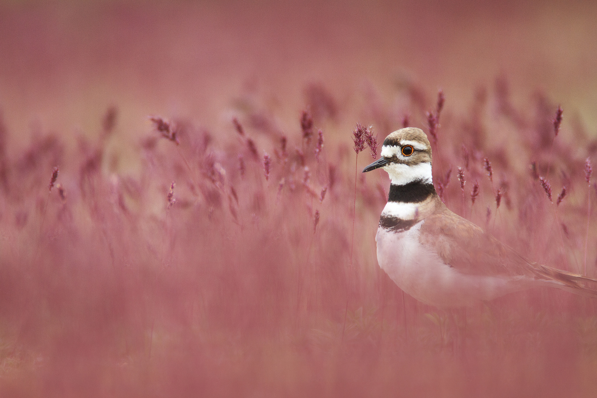 Canon EF 600mm F4L IS USM sample photo. Killdeer photography