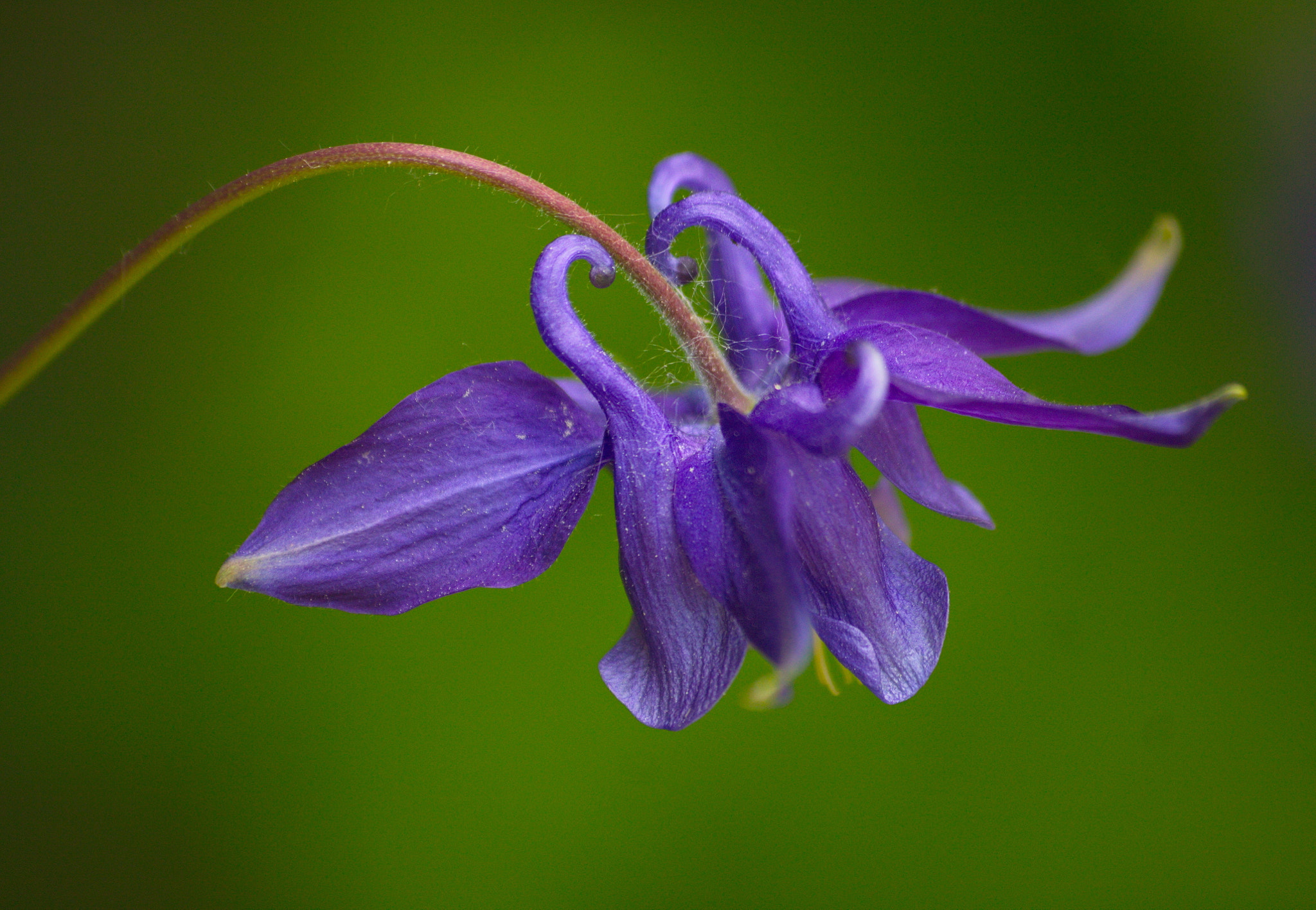 Sigma 70-300mm F4-5.6 APO DG Macro sample photo. W fiolecie photography