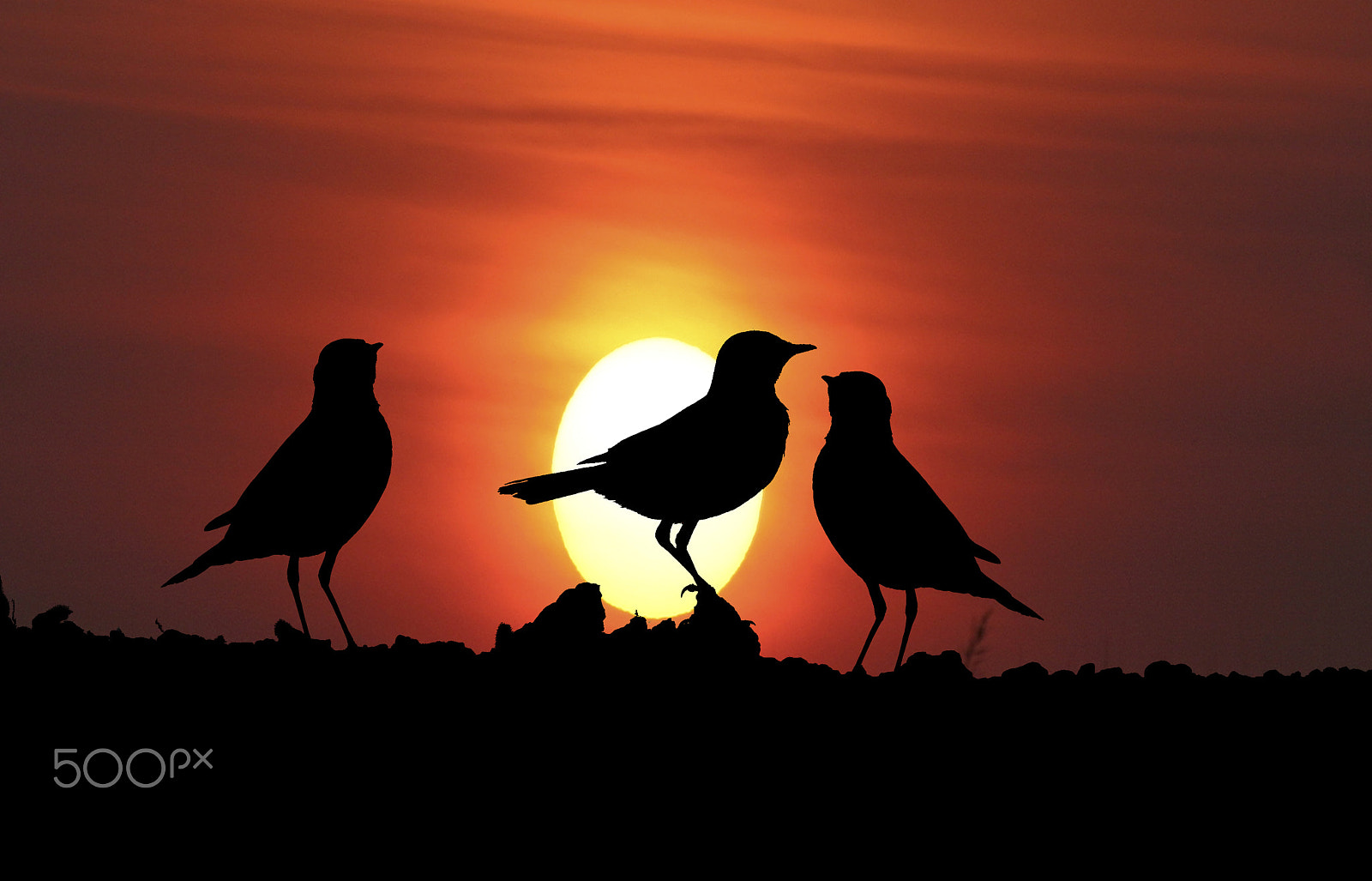 Canon EF 400mm F2.8L IS USM sample photo. Trio at sunset photography