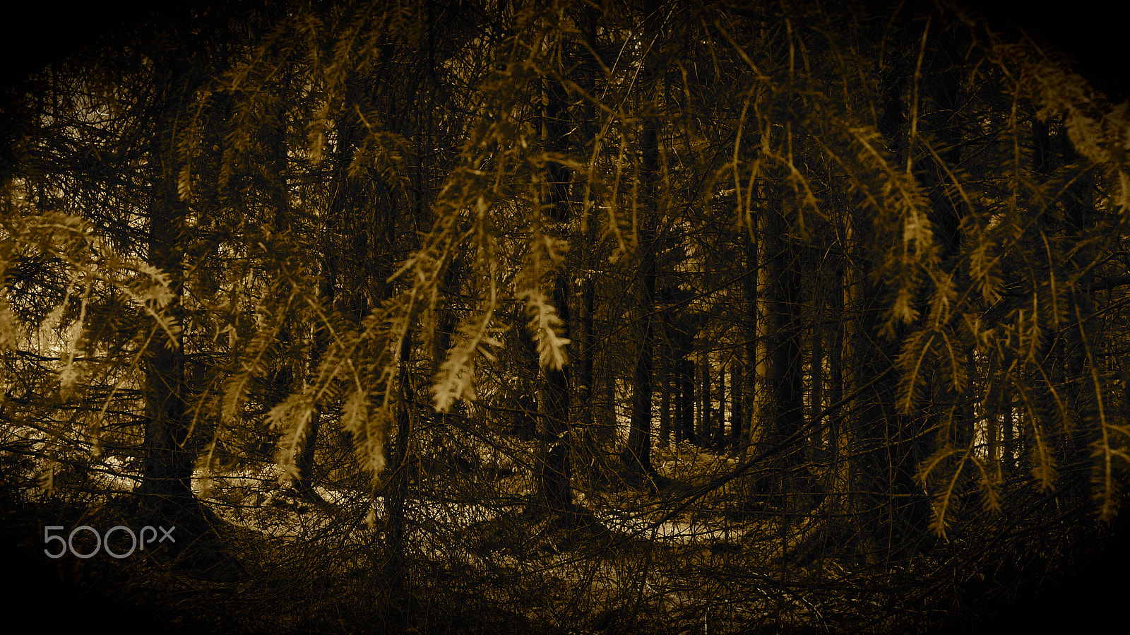 Sony E 18-200mm F3.5-6.3 OSS sample photo. Into the woods photography