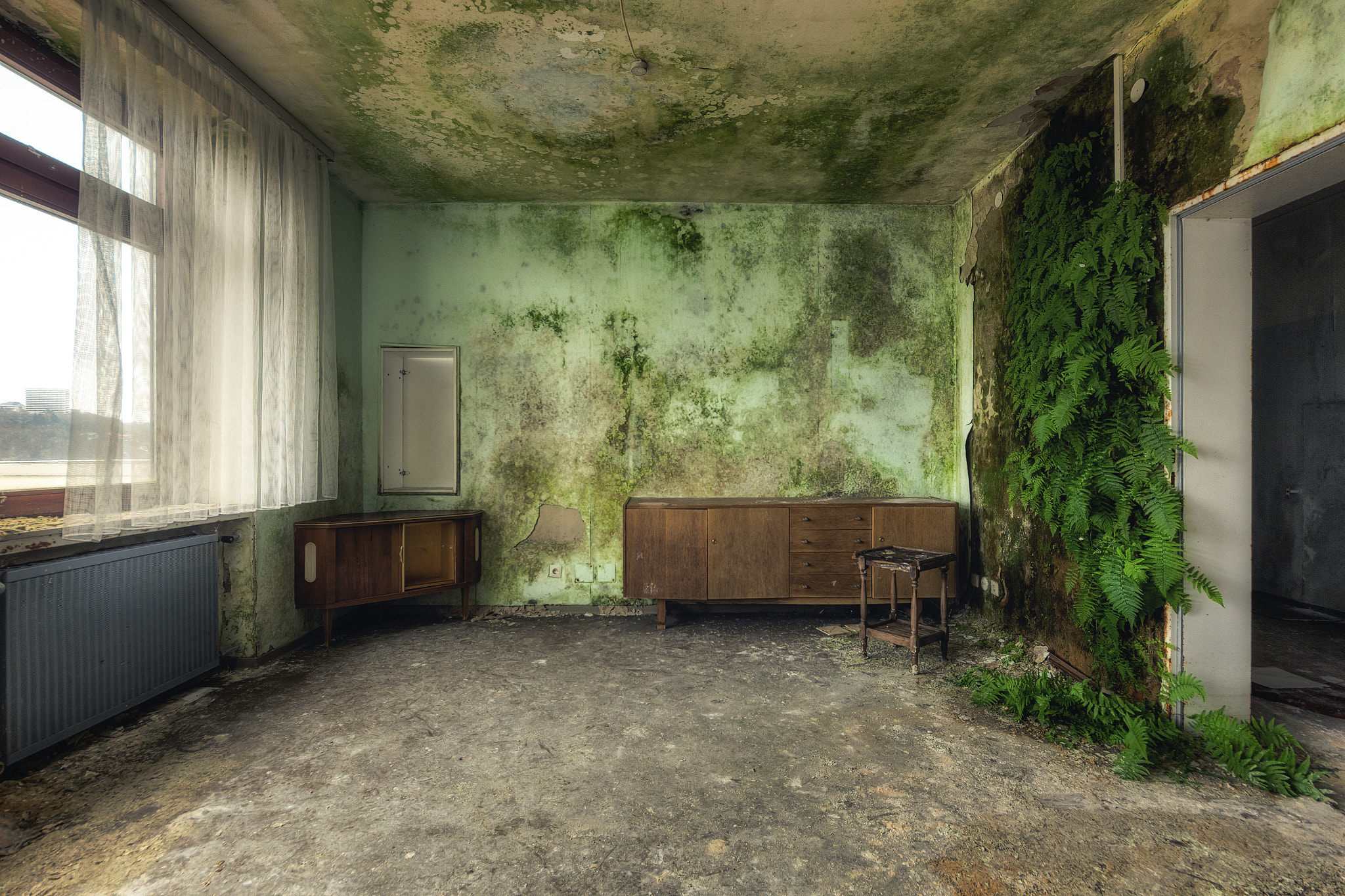 Sigma 8-16mm F4.5-5.6 DC HSM sample photo. Fern room photography