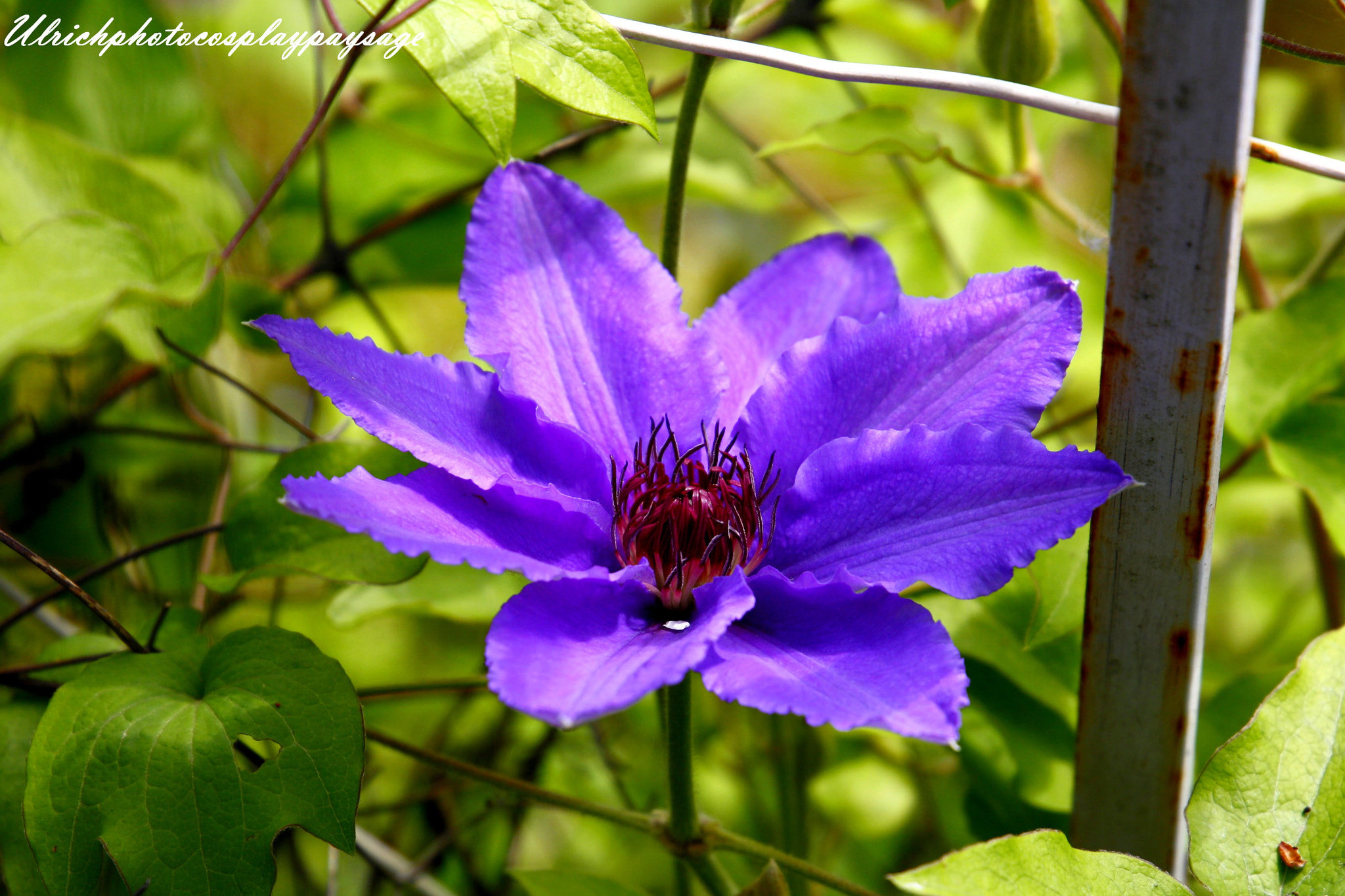 Canon EF 24-105mm F3.5-5.6 IS STM sample photo. Fleur violette photography