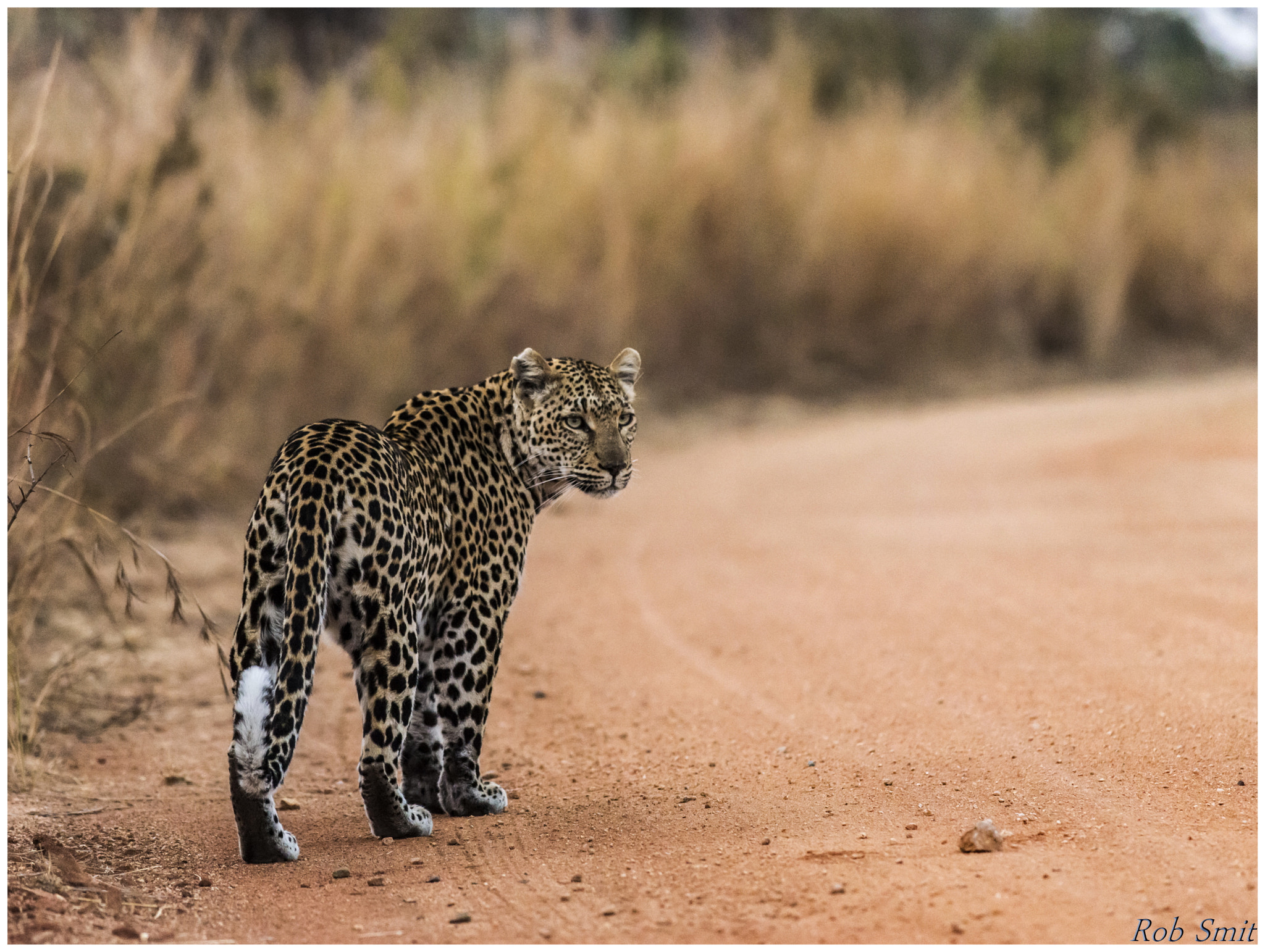 Nikon D800E + Nikon AF-S Nikkor 300mm F4D ED-IF sample photo. Leopard / luipaard / panthera pardus photography