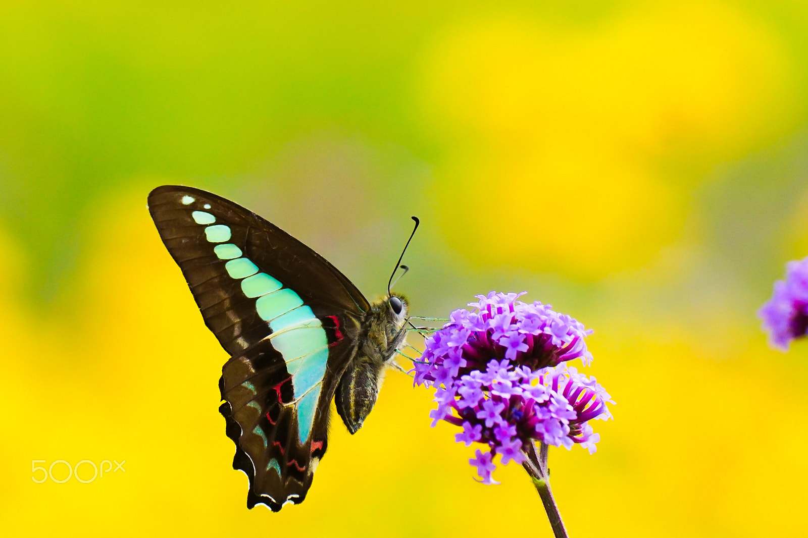 Sony ILCA-77M2 + Minolta AF 100mm F2.8 Macro [New] sample photo. The common bluebottle photography