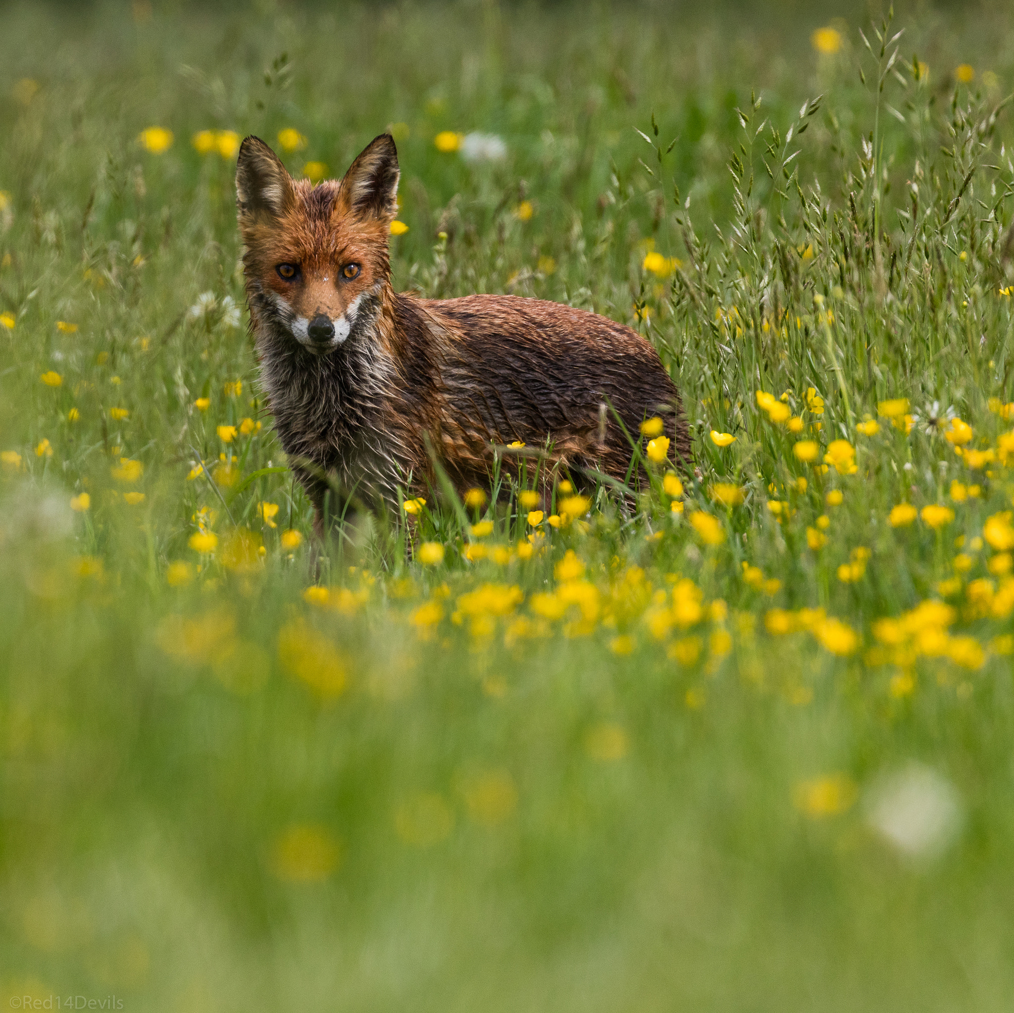 Canon EOS 5DS + Canon EF 100-400mm F4.5-5.6L IS II USM sample photo. Red fox photography