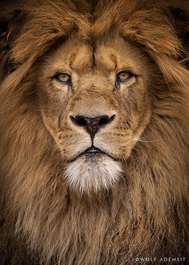 MALE LION PORTRAIT by Wolf Ademeit / 500px