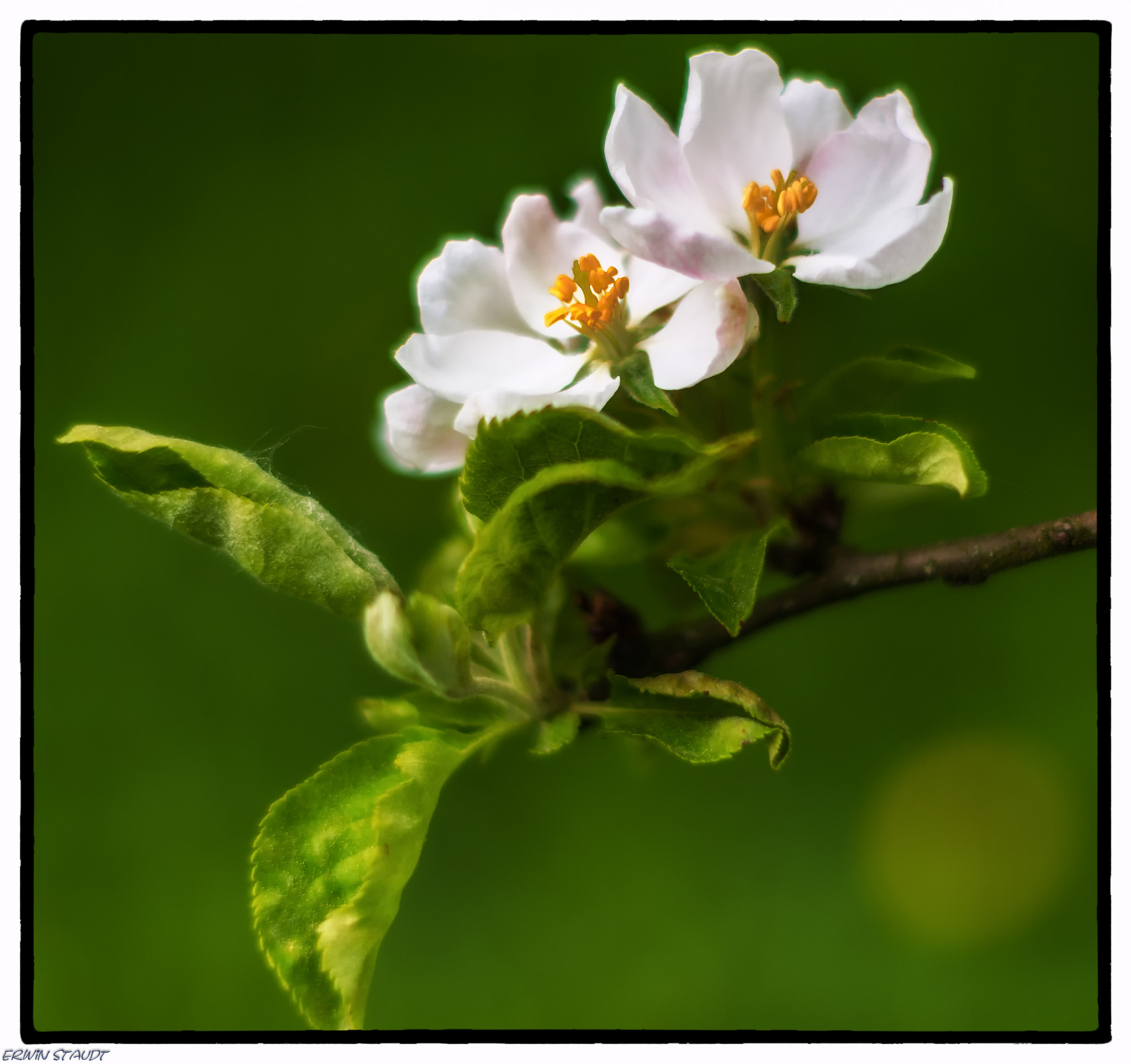 Pentax K-x + Pentax smc DA 50mm F1.8 sample photo. Softon beauties photography