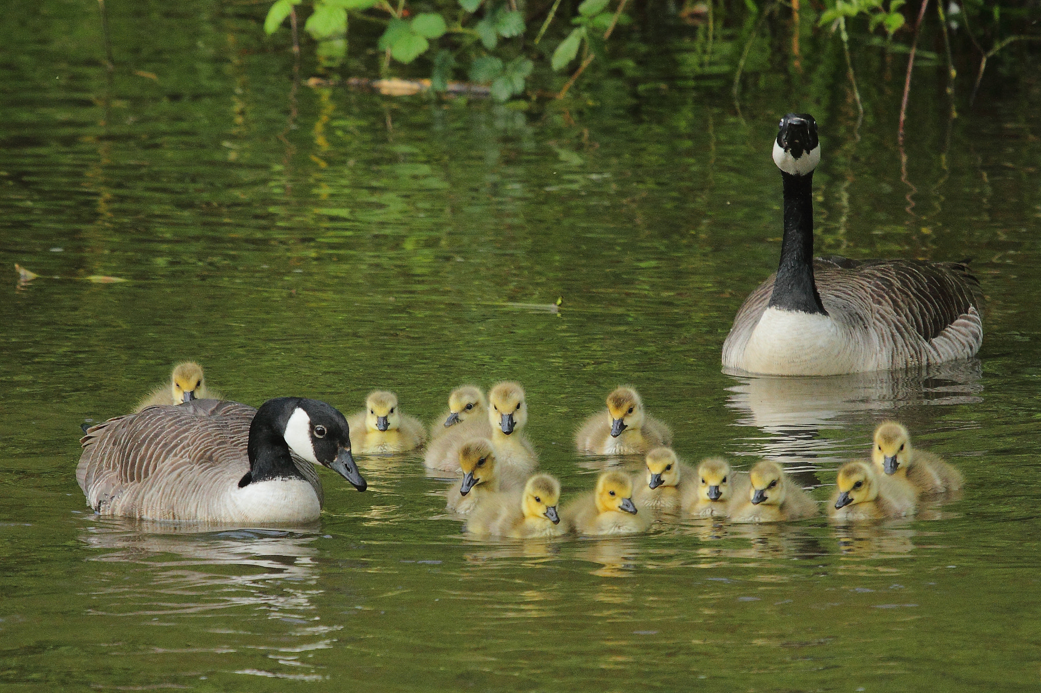 Canon EF 100-400mm F4.5-5.6L IS USM sample photo. Canada geese photography
