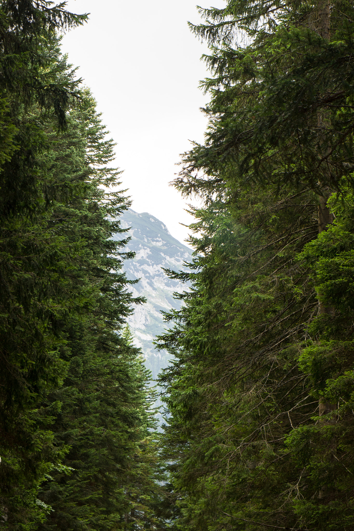 Sony Alpha NEX-3 + E 50mm F1.8 OSS sample photo. Durmitor photography