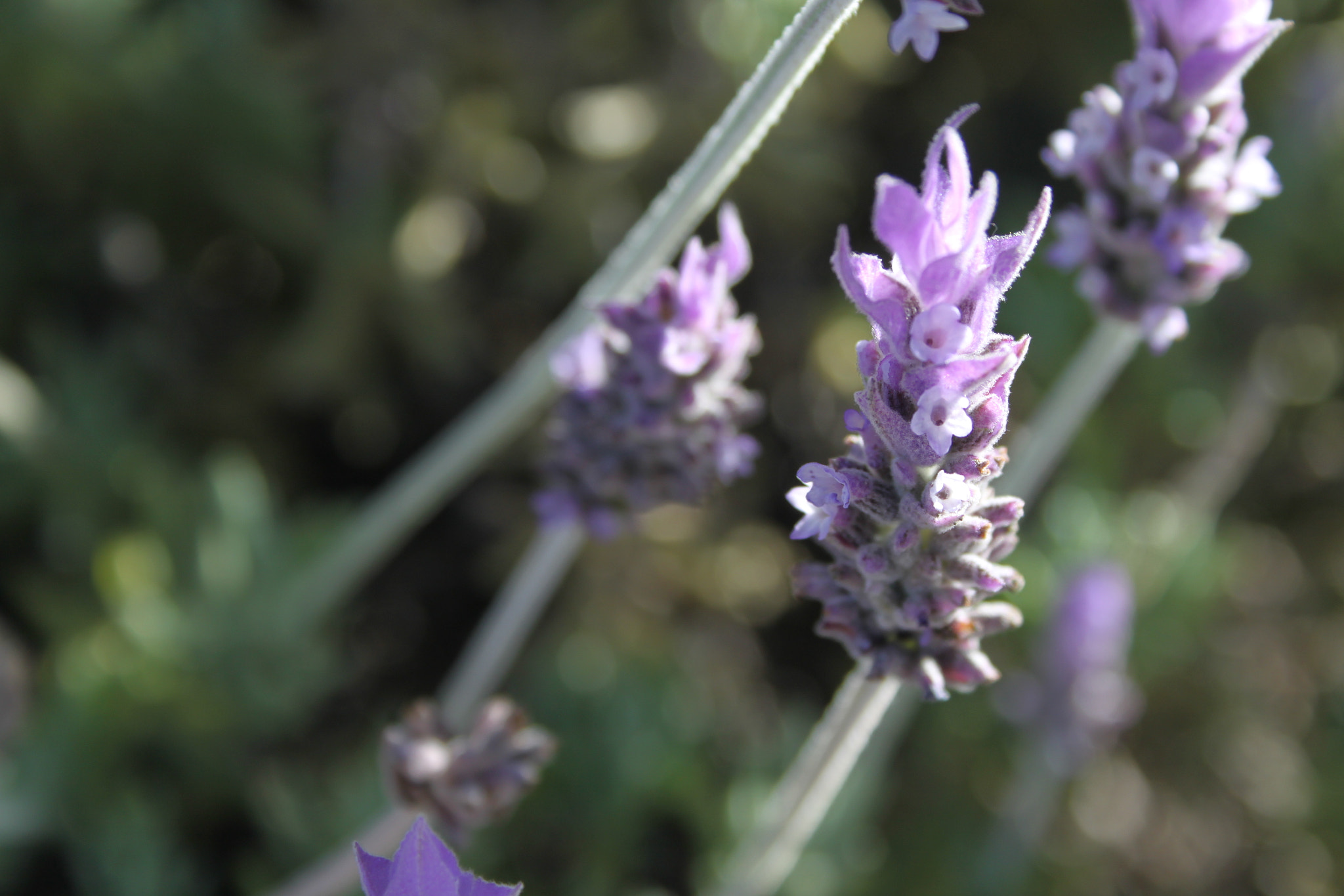 Canon EF-S 18-55mm F3.5-5.6 sample photo