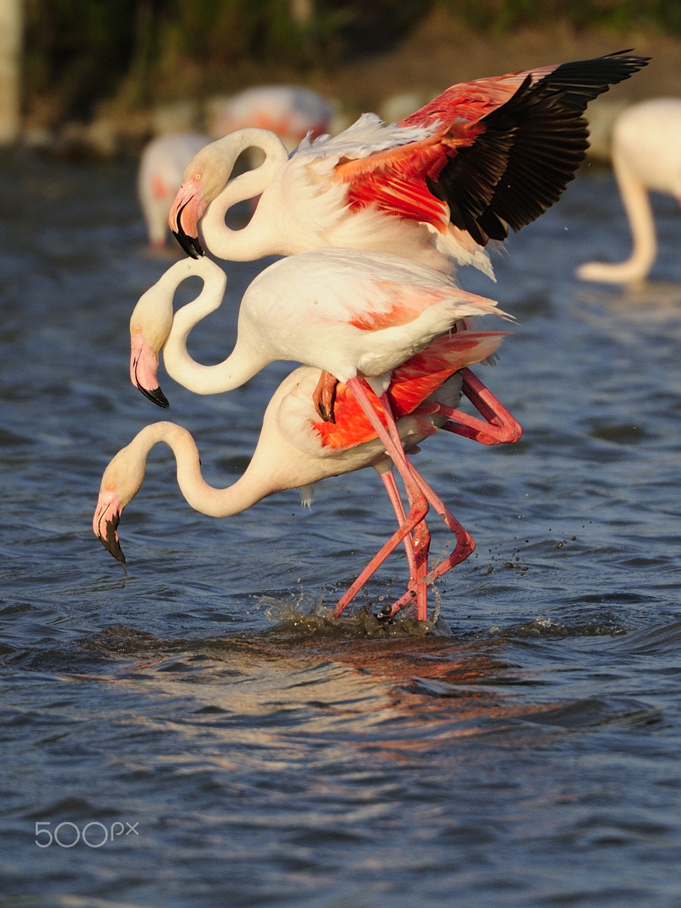 Nikon AF-S Nikkor 200-400mm F4G ED-IF VR sample photo. Ménage à trois photography