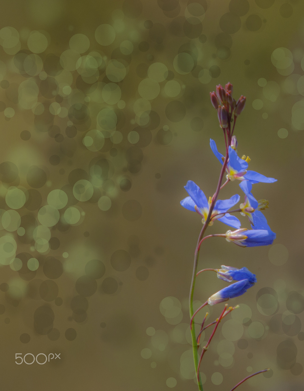 Canon EF 400mm F2.8L IS USM sample photo. Blue flax photography