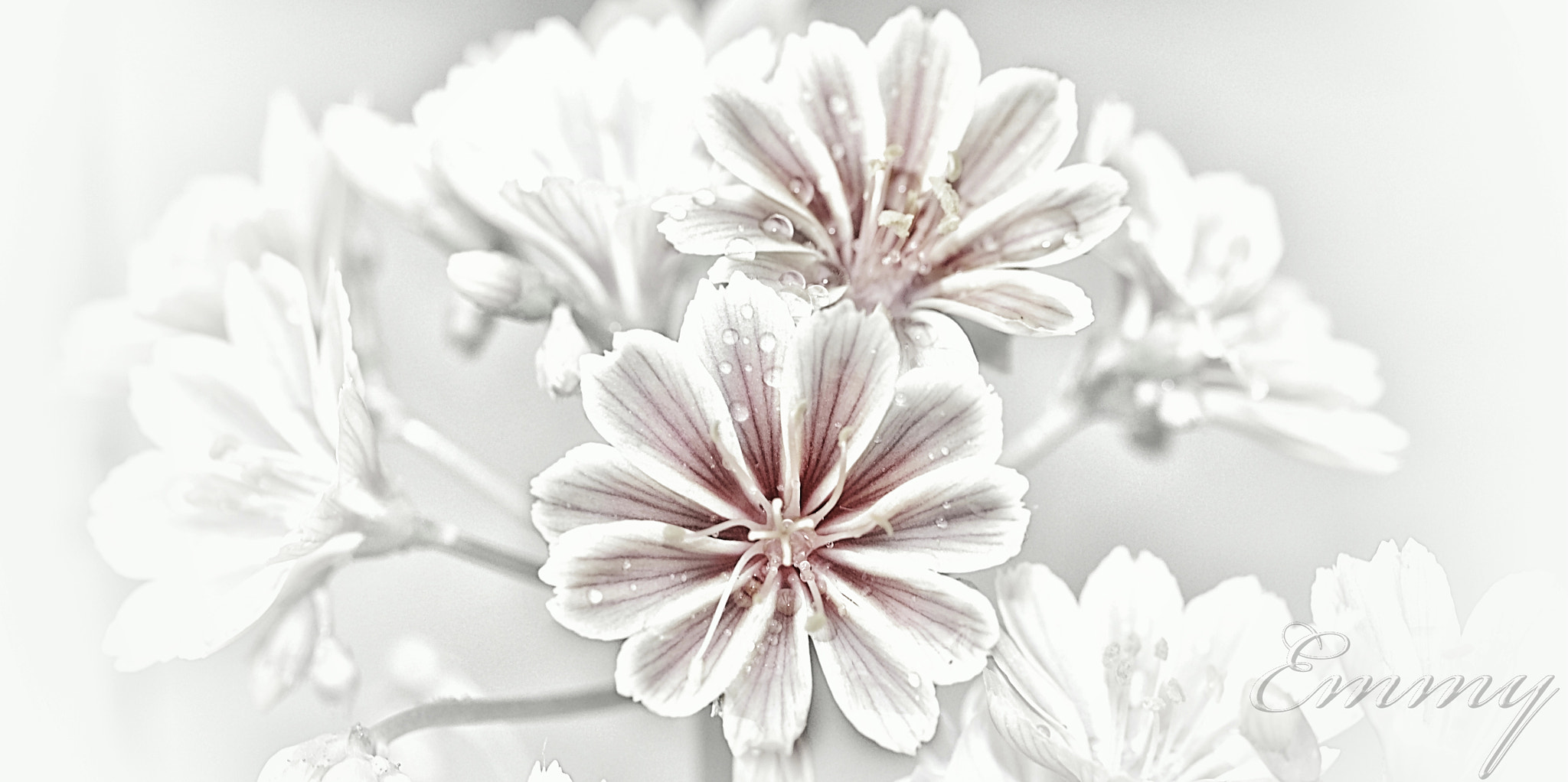 Canon EOS 650D (EOS Rebel T4i / EOS Kiss X6i) + Canon EF 100mm F2.8L Macro IS USM sample photo. Almost...b&w photography