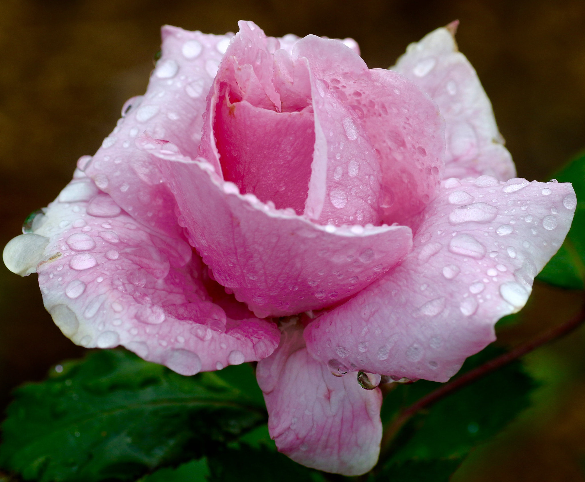 Canon 90mm sample photo. After   the   rain photography