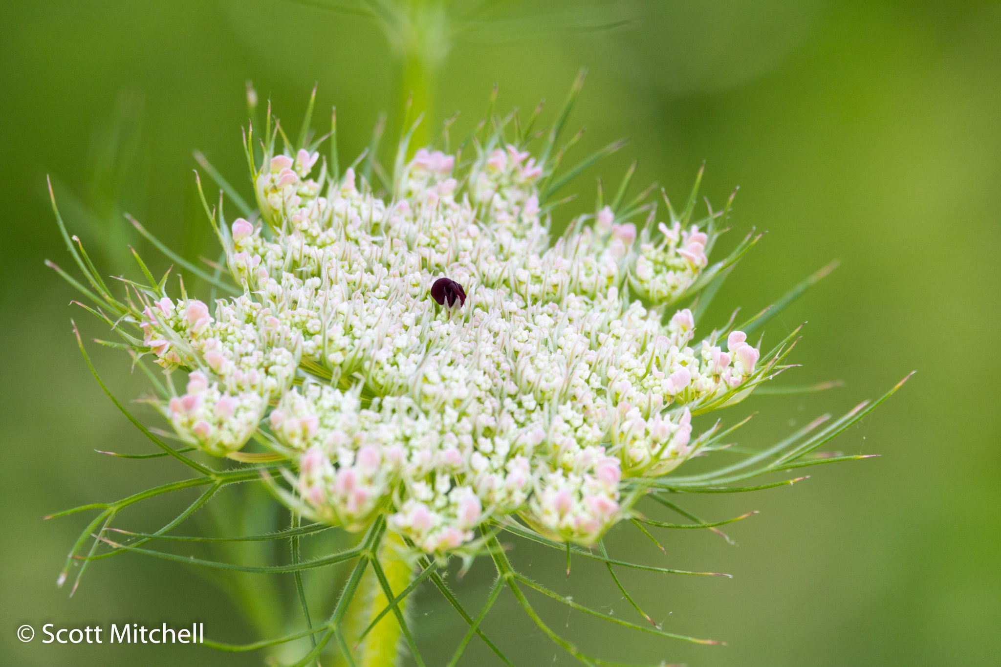 Canon EOS 760D (EOS Rebel T6s / EOS 8000D) sample photo. Queen anne's lace photography