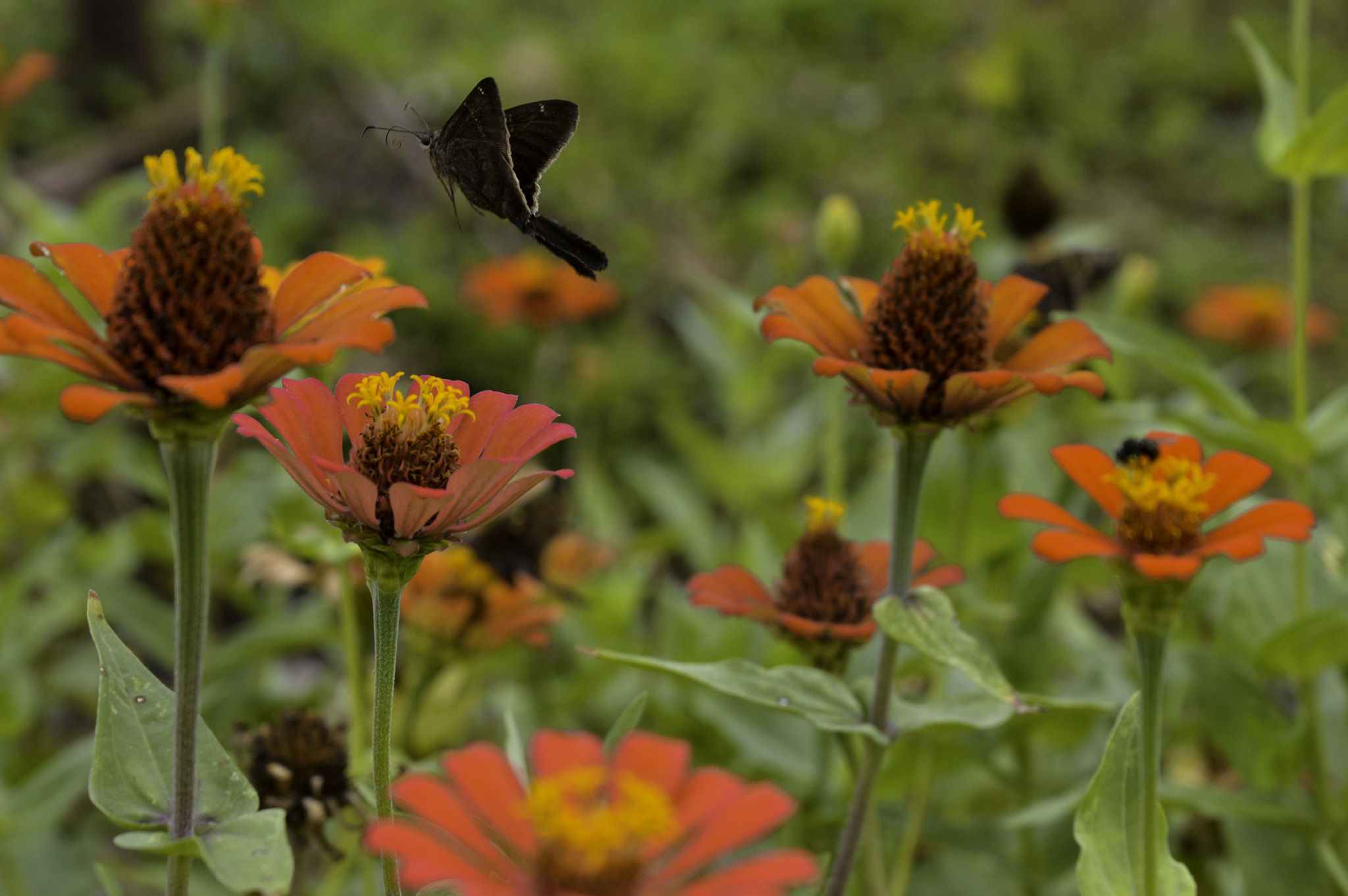 Nikon D3200 + Nikon AF-S Nikkor 24-85mm F3.5-4.5G ED VR sample photo. Vuelo entre flores... photography