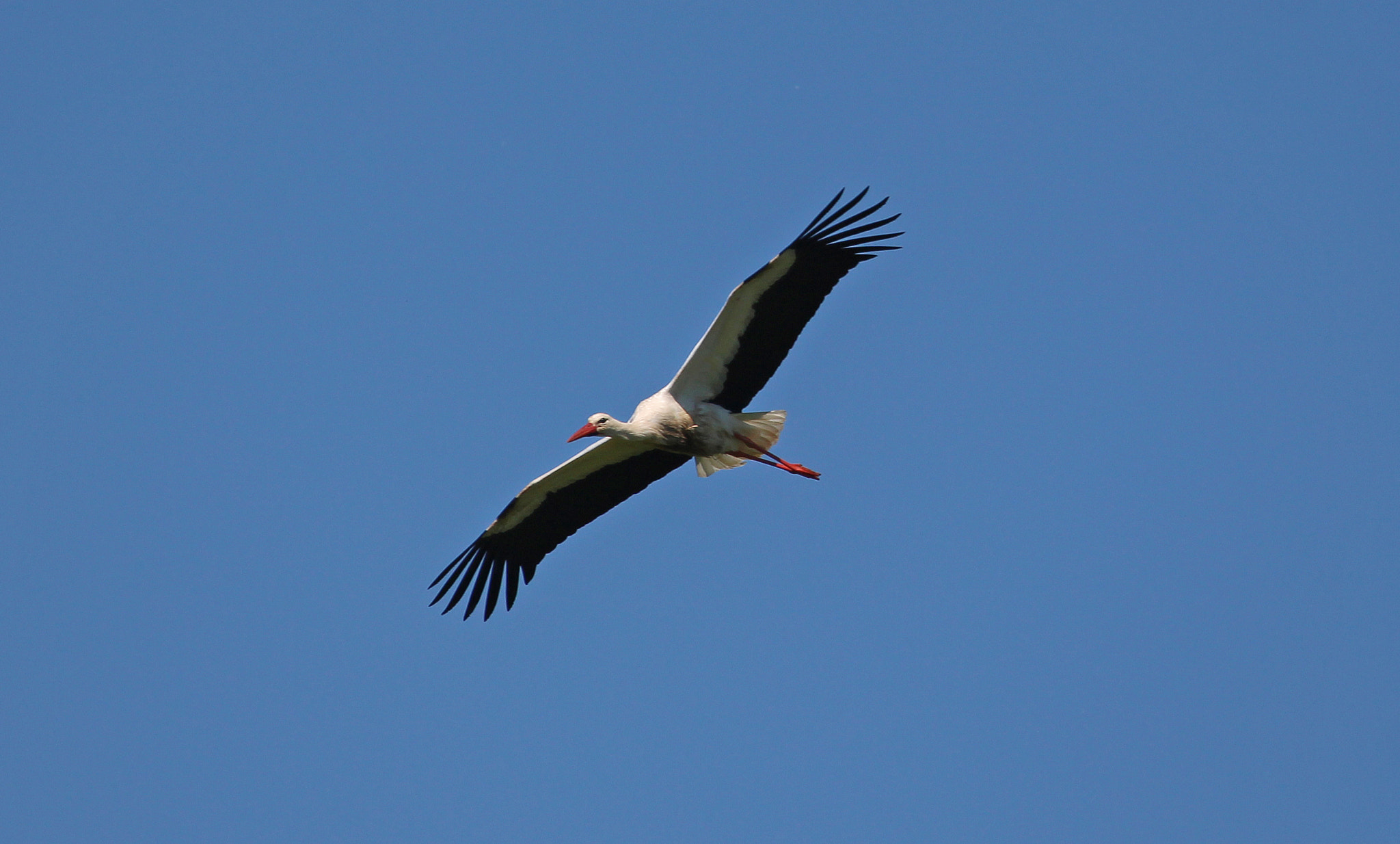 Canon EF 100-400mm F4.5-5.6L IS USM sample photo