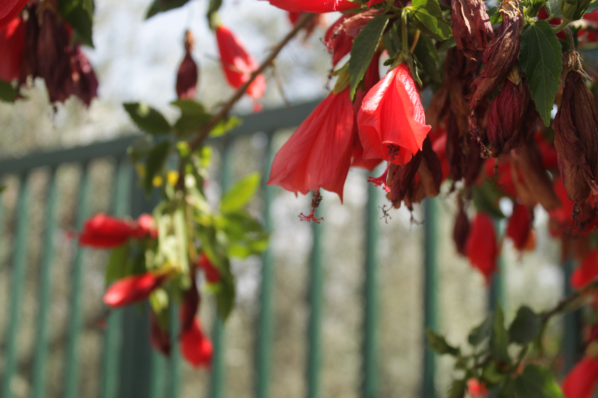 Canon EOS 1100D (EOS Rebel T3 / EOS Kiss X50) sample photo. Red color of summer photography