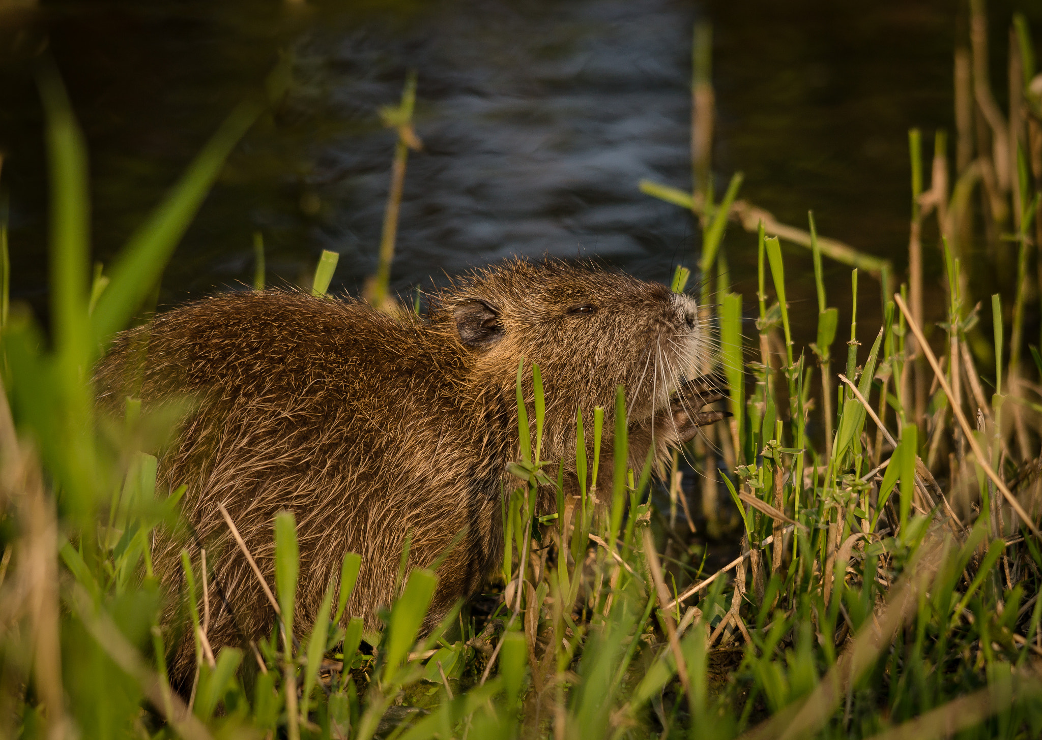 Sony SLT-A77 + Sigma 150-500mm F5-6.3 DG OS HSM sample photo. Nutria photography