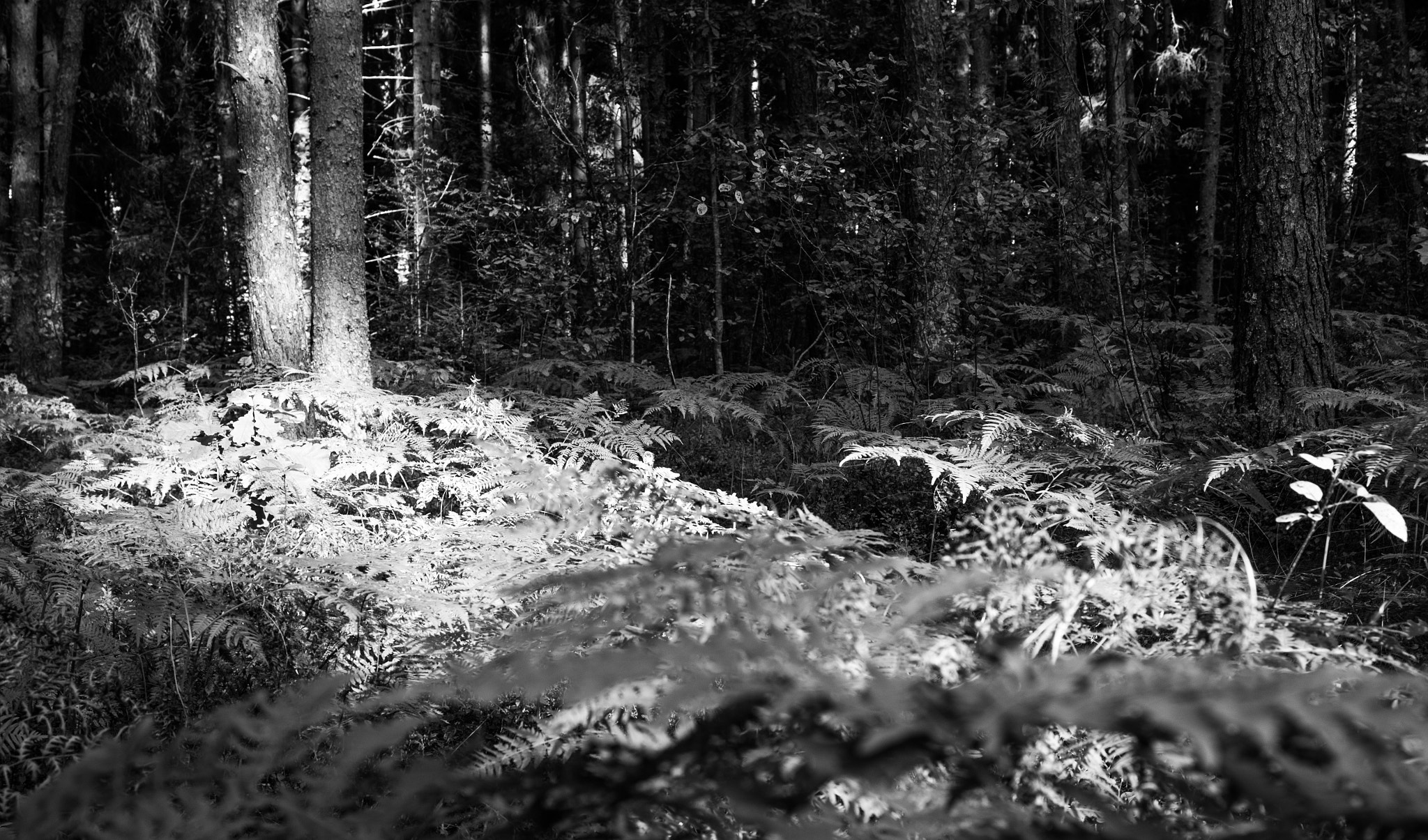 Sony E 35mm F1.8 OSS sample photo. Forest. photography