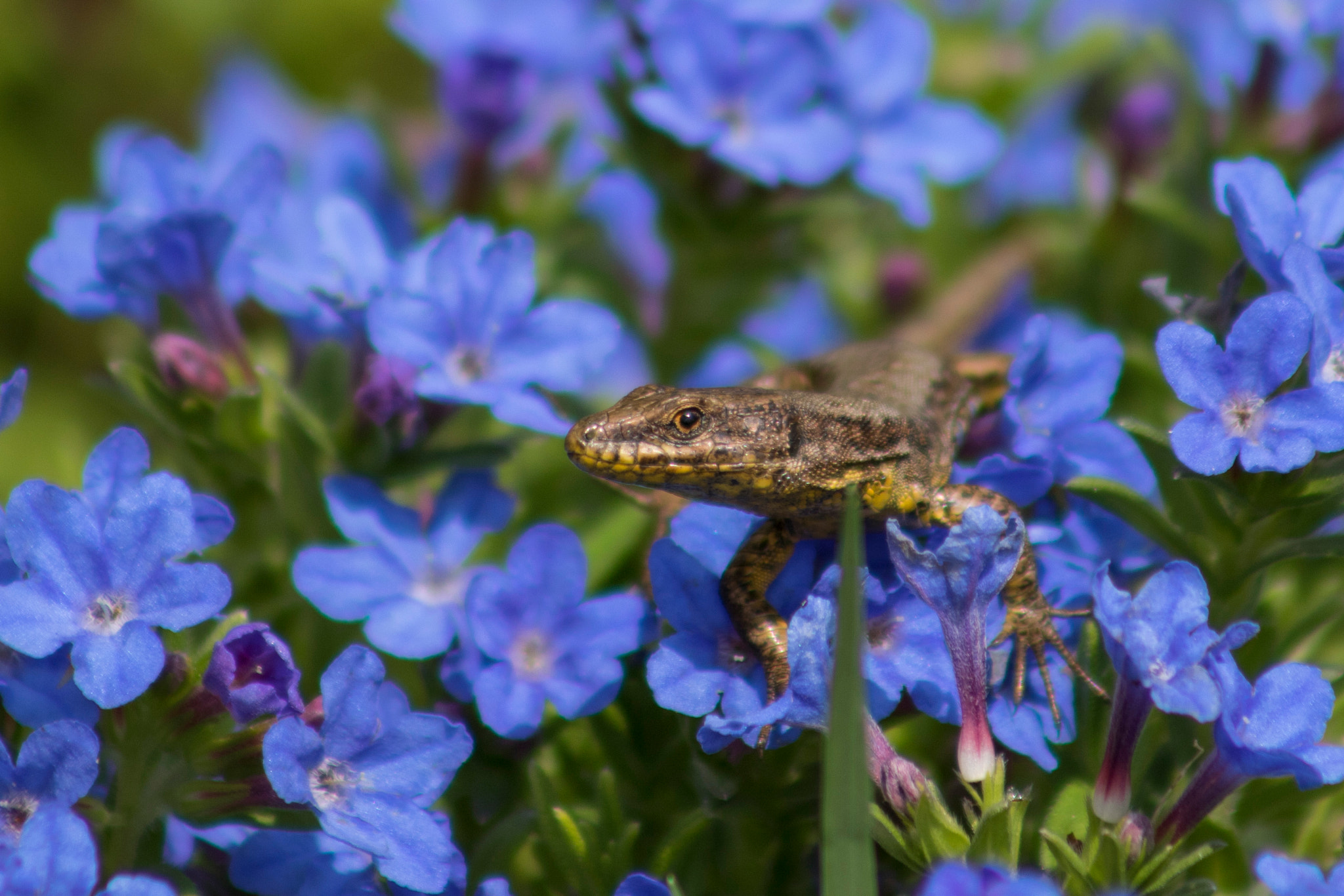 EF75-300mm f/4-5.6 sample photo. A little dragon in the garden photography