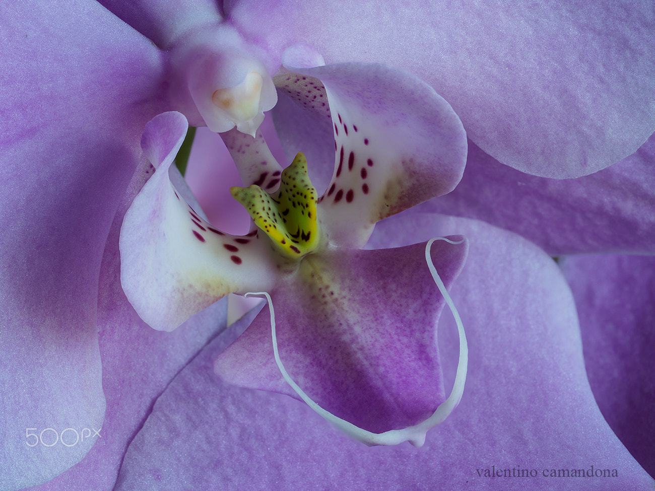 Olympus M.Zuiko Digital ED 60mm F2.8 Macro sample photo. Orchid mouth ii photography