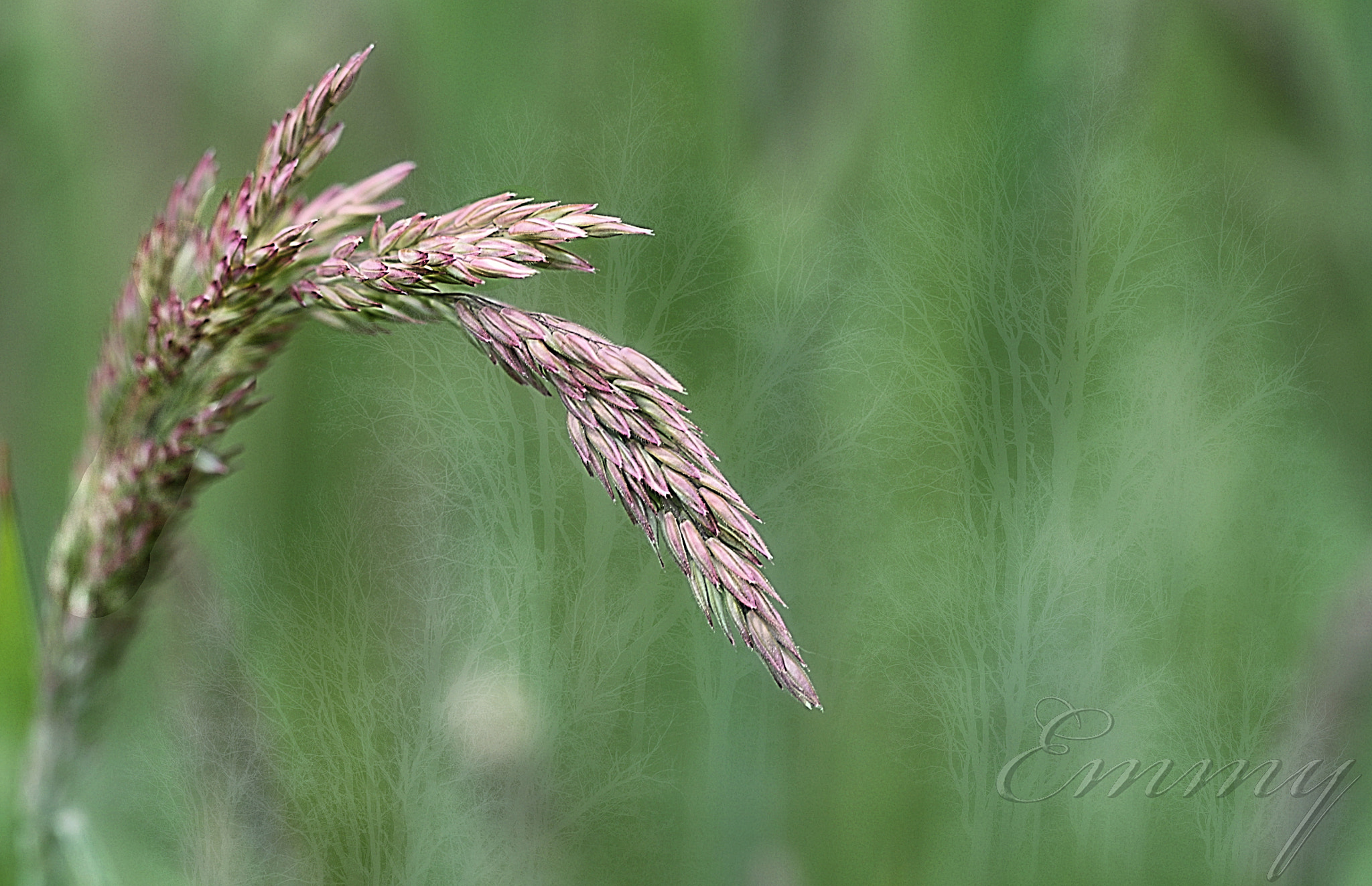Canon EOS 650D (EOS Rebel T4i / EOS Kiss X6i) + Canon EF 100mm F2.8L Macro IS USM sample photo. Simple photography