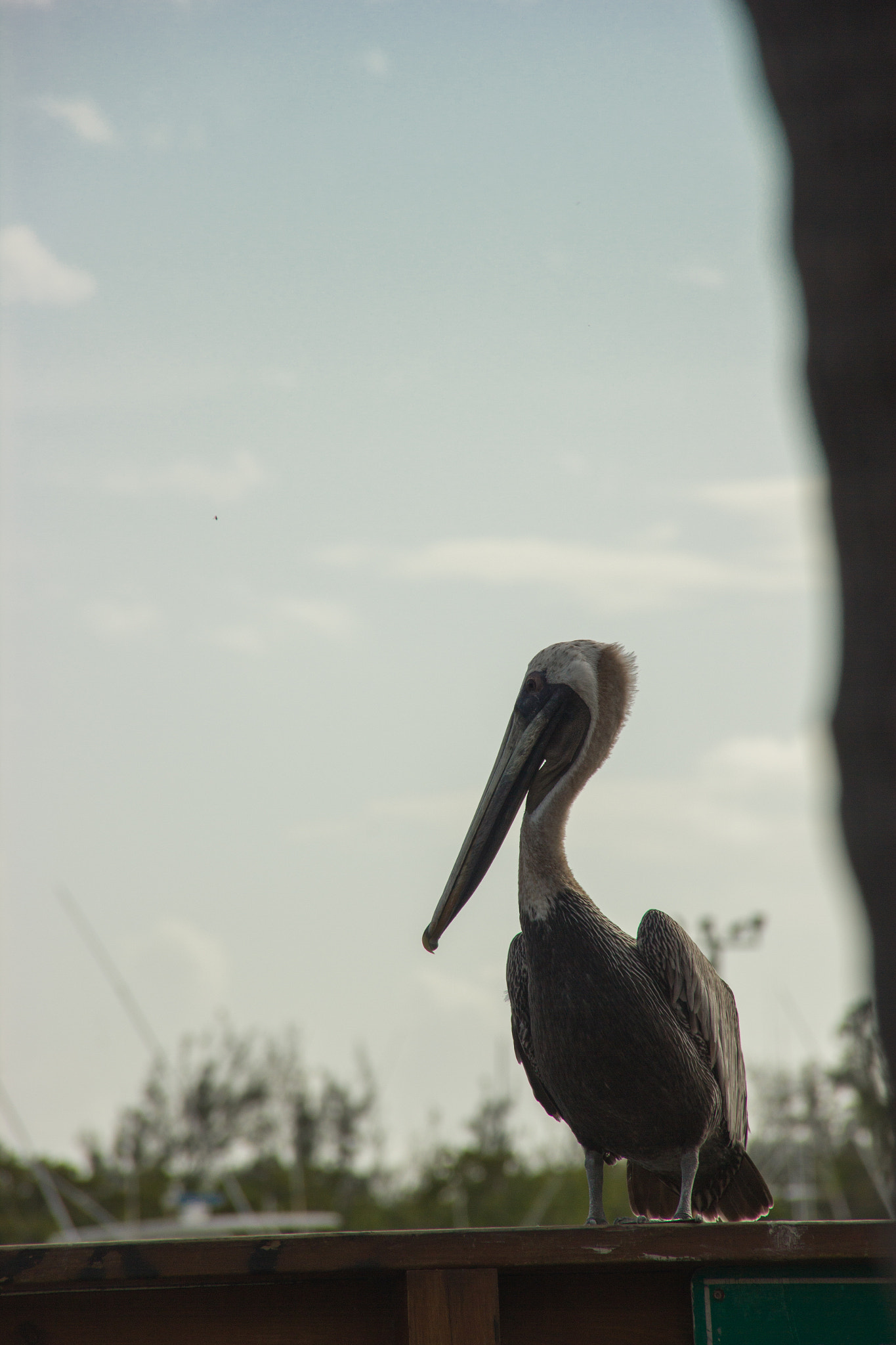 Sigma 18-200mm f/3.5-6.3 DC OS sample photo. Ponce, pr photography