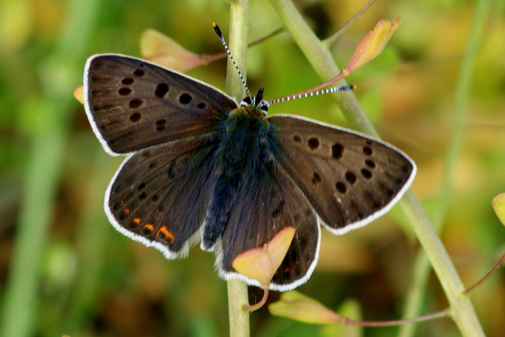 Sony Alpha DSLR-A350 + Sony 100mm F2.8 Macro sample photo. İsli bakır kelebeği photography