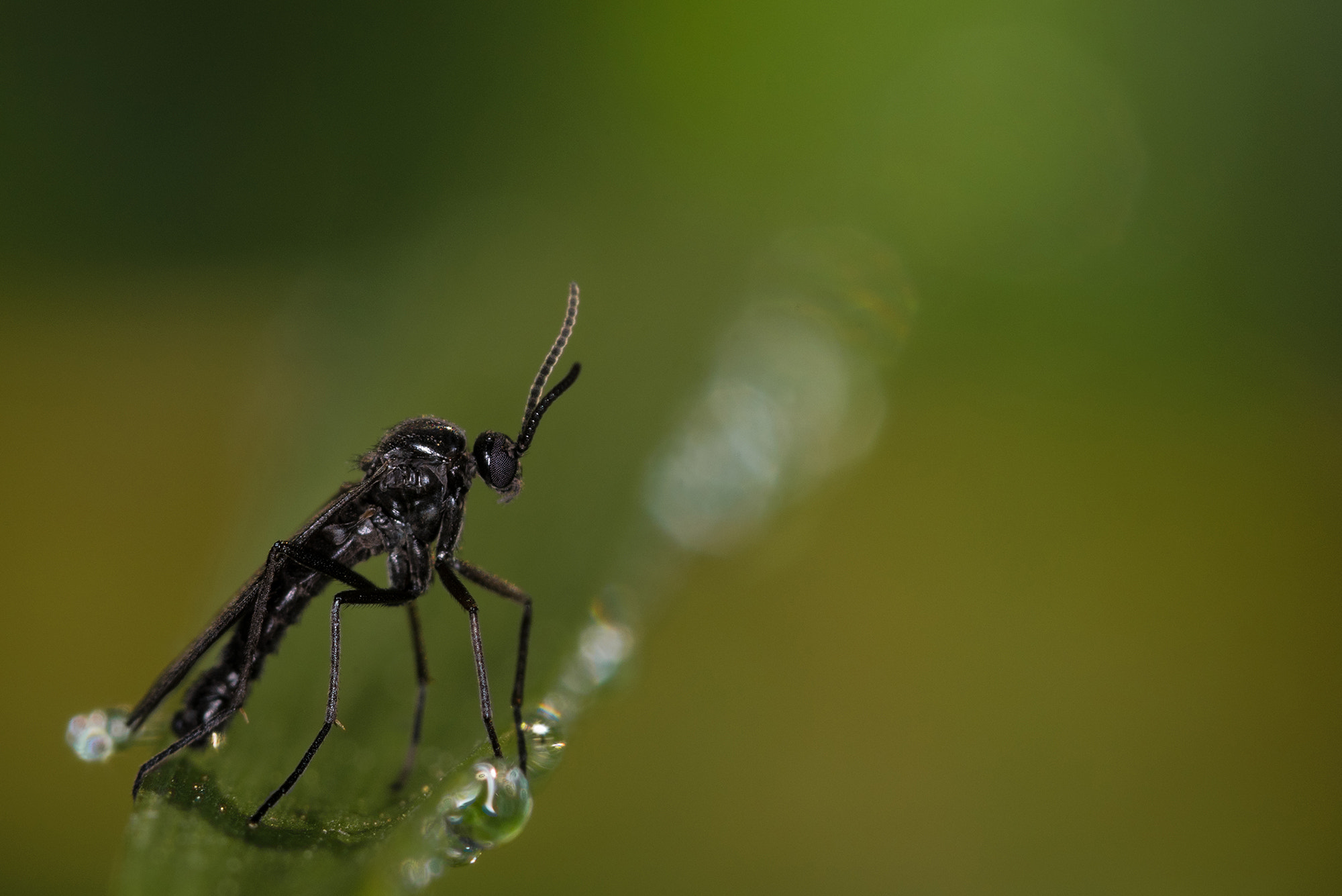 Nikon D810 + Nikon AF Micro-Nikkor 200mm F4D ED-IF sample photo. Contemplation... photography