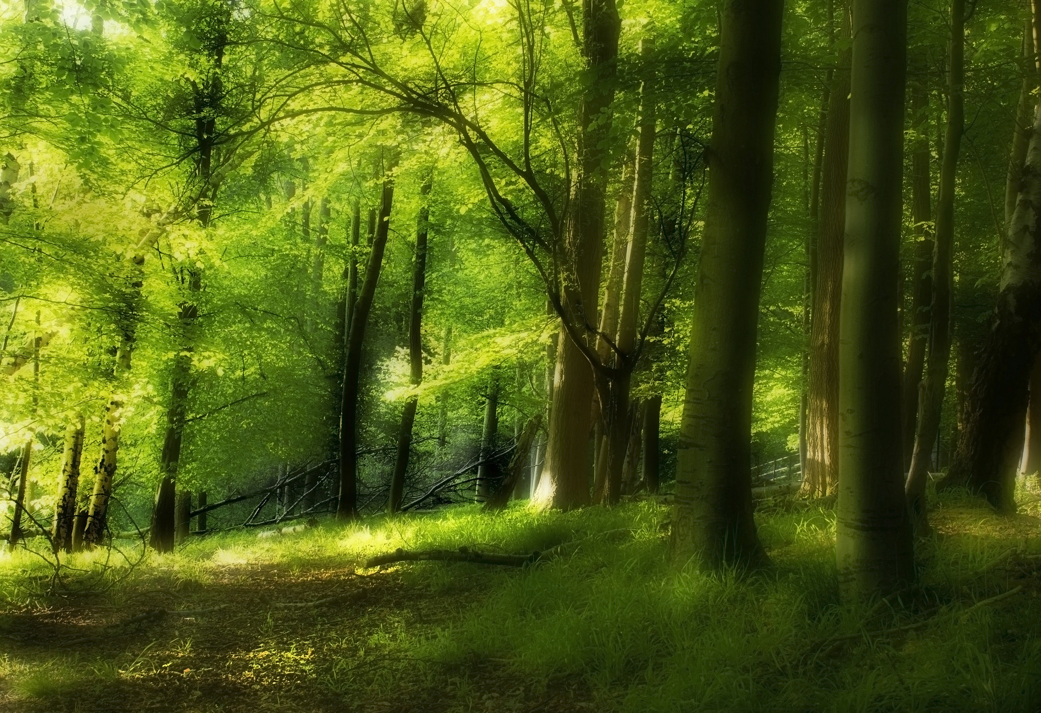 Panasonic Lumix DMC-GF6 + Sigma 30mm F2.8 DN Art sample photo. Green forest photography