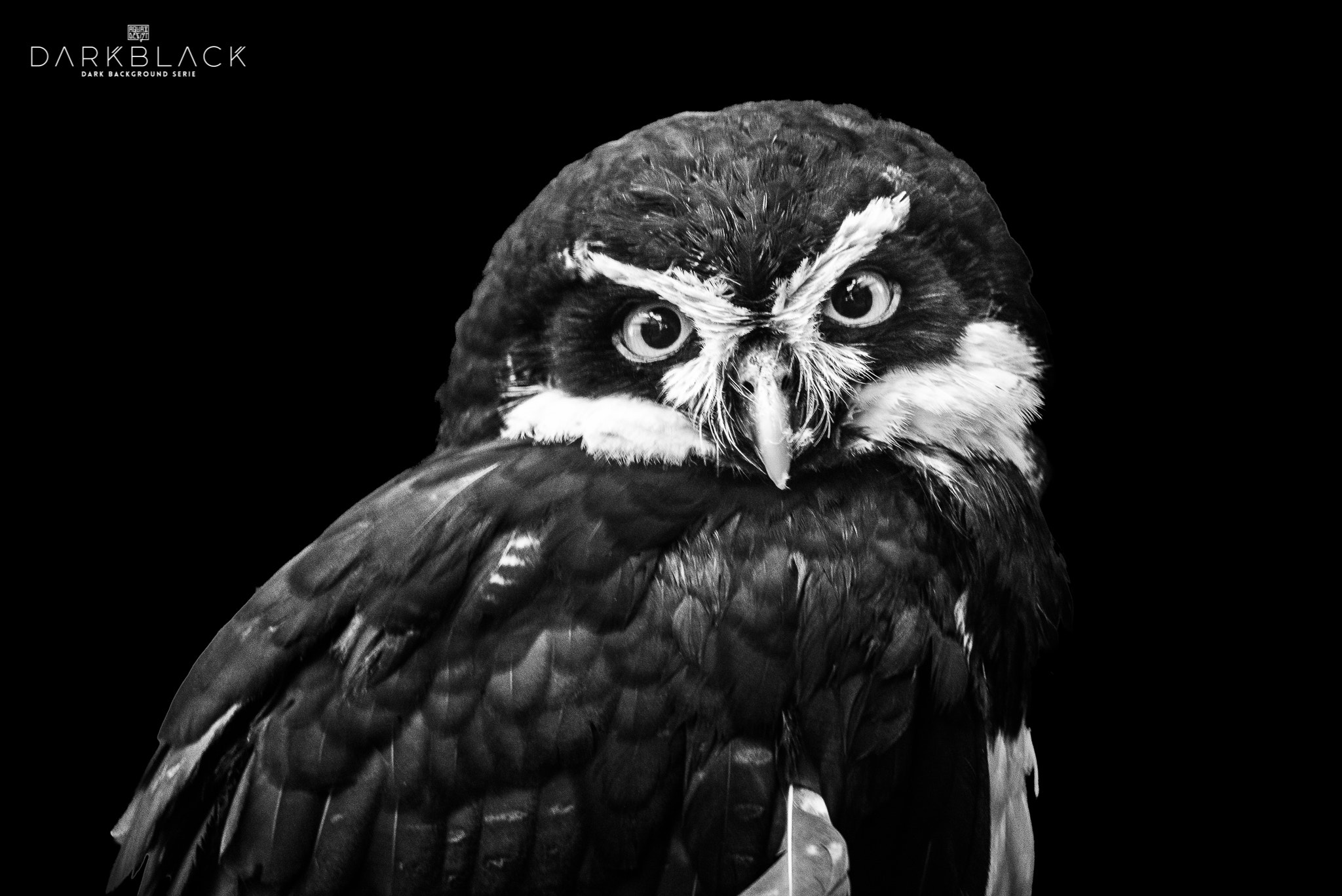 Nikon D800E sample photo. Owl photography