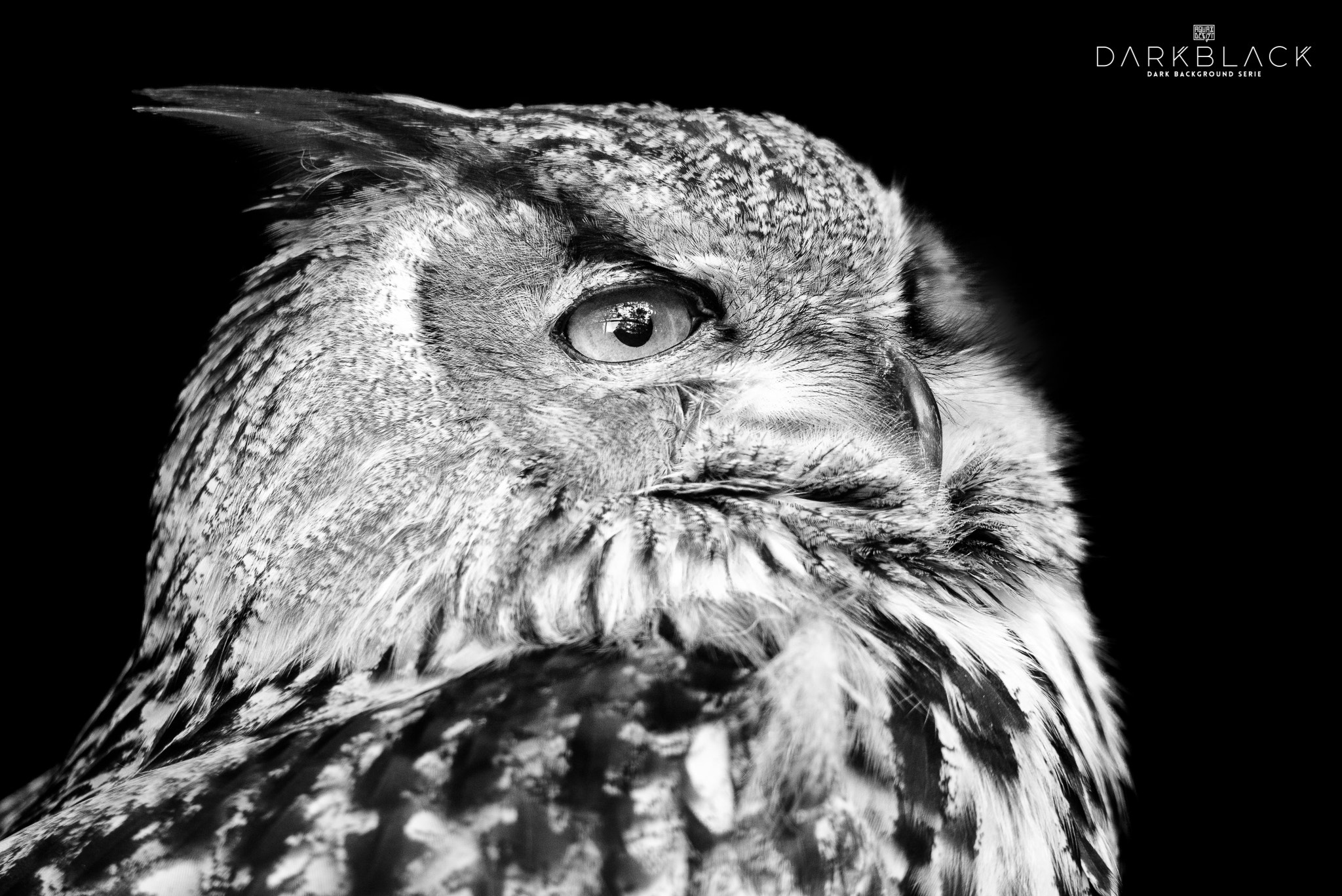 Nikon D800E sample photo. Eagle owl photography
