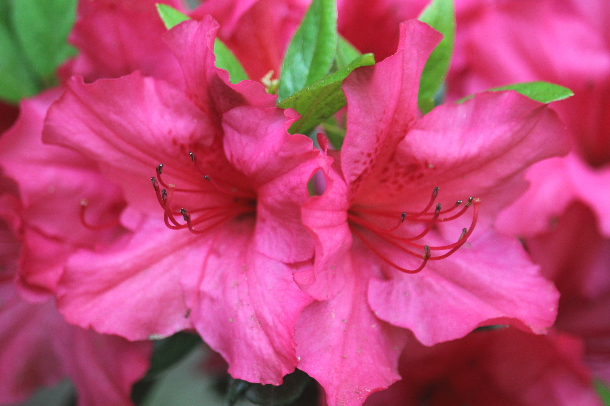 Canon EF-S 55-250mm F4-5.6 IS STM sample photo. Azalea in bloom photography