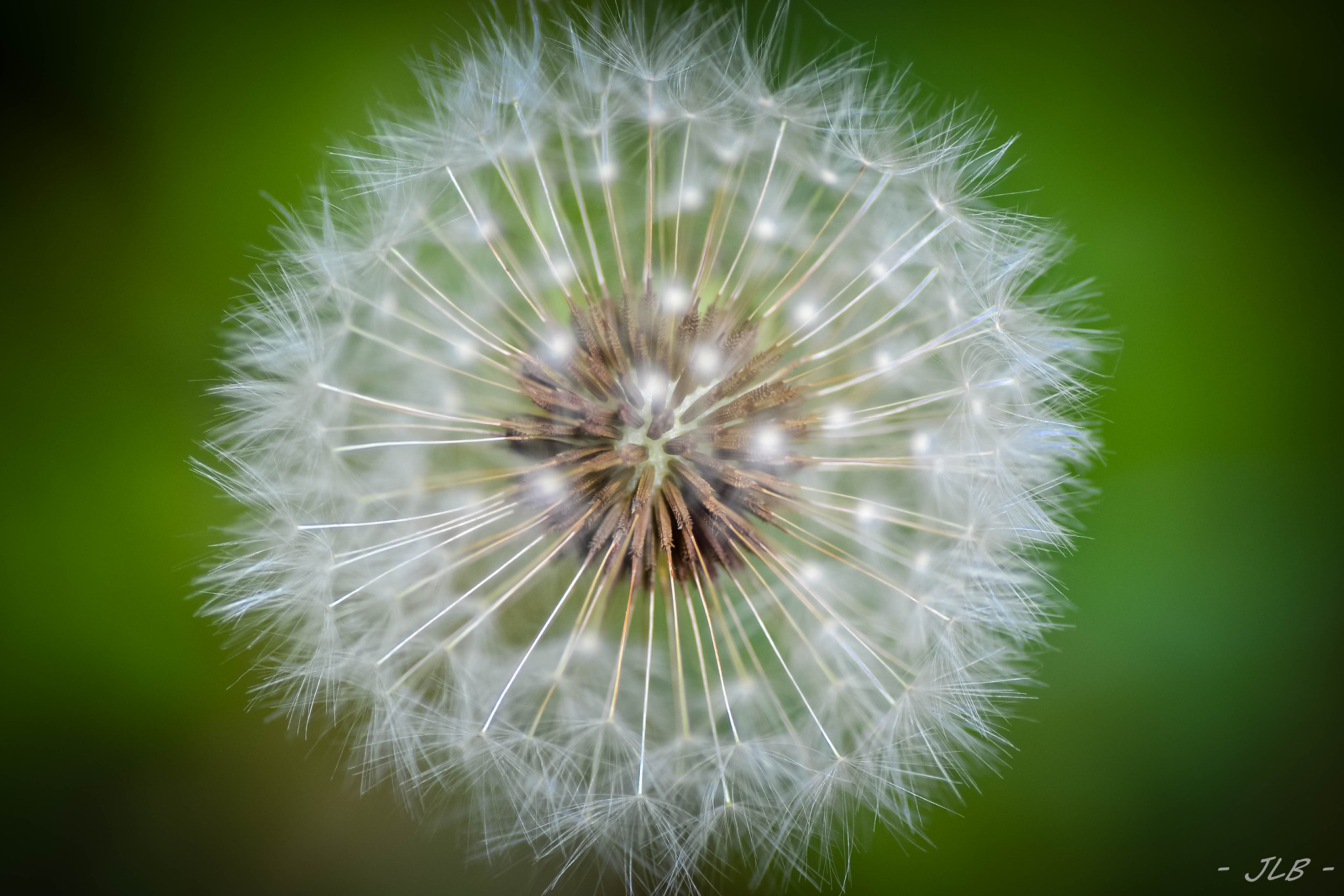 Nikon D3100 sample photo. Dandelion macro photography