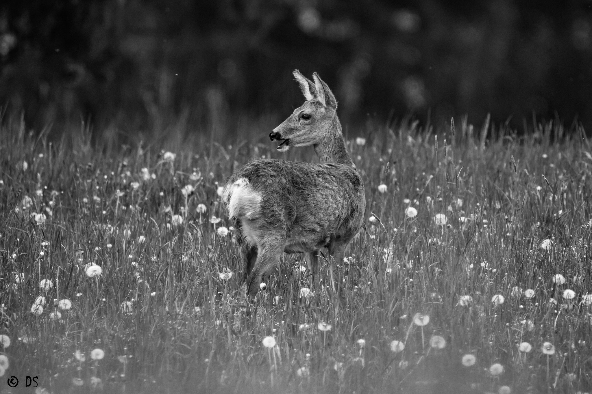 Tamron SP 150-600mm F5-6.3 Di VC USD sample photo. Reh sw photography
