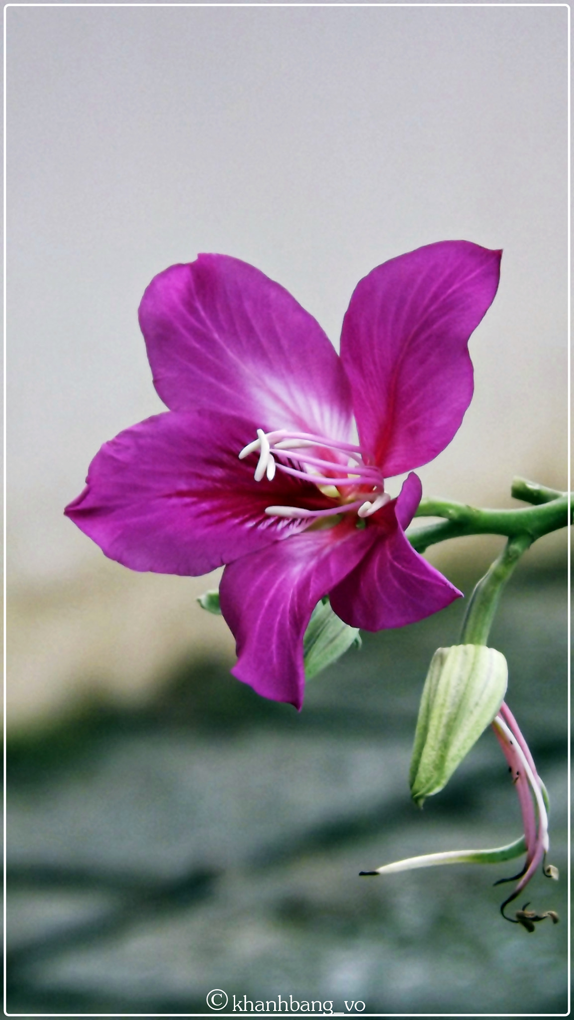 Fujifilm FinePix S4900 sample photo. Ban flower photography