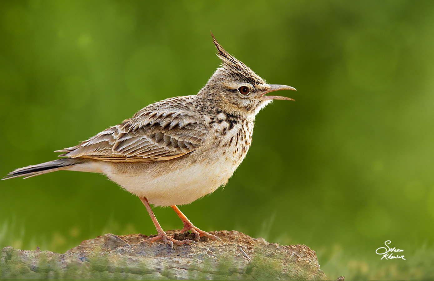 Sigma 150-600mm F5-6.3 DG OS HSM | C sample photo. Crested lark photography