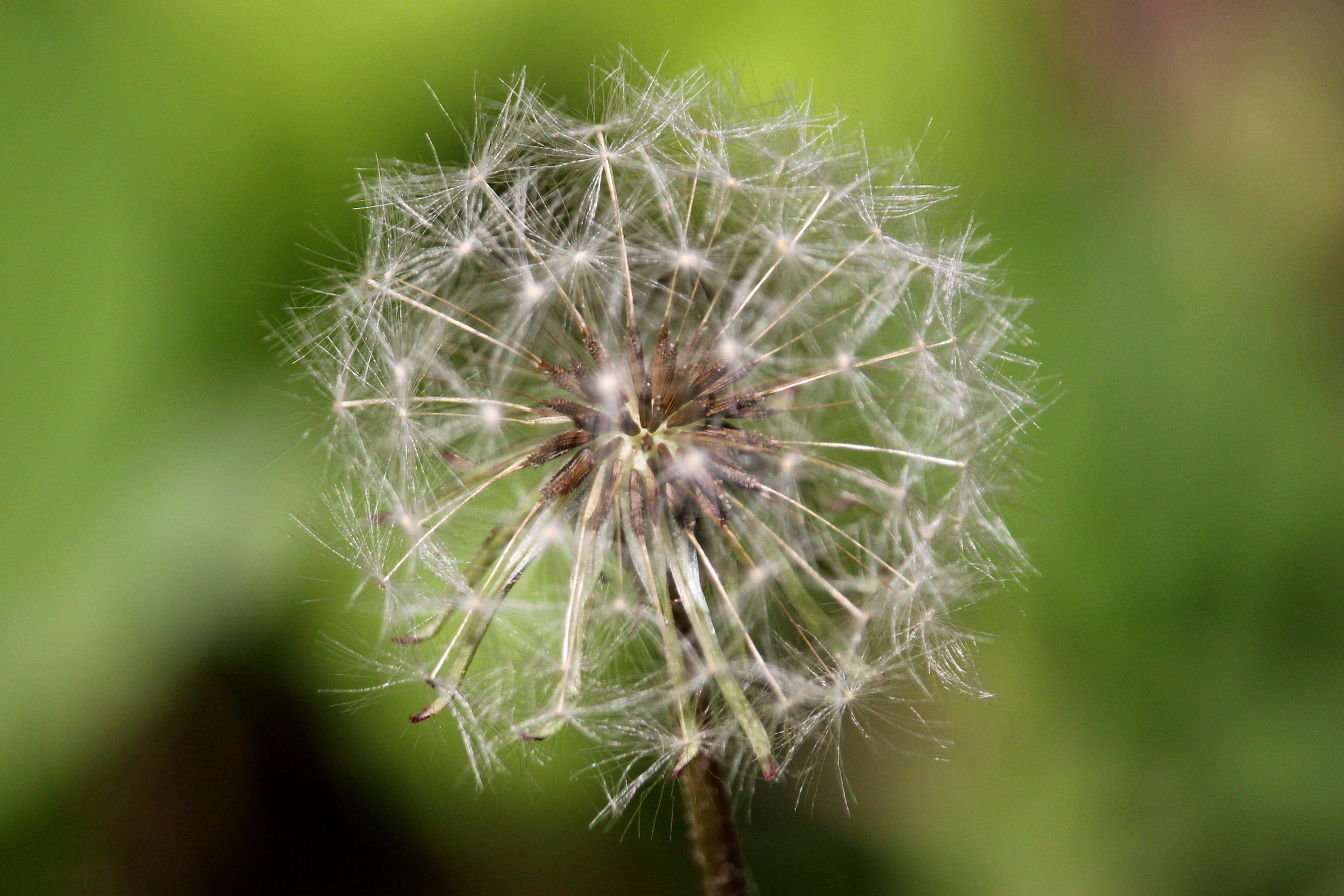 Canon EF-S 55-250mm F4-5.6 IS STM sample photo. Ready for lift off. photography