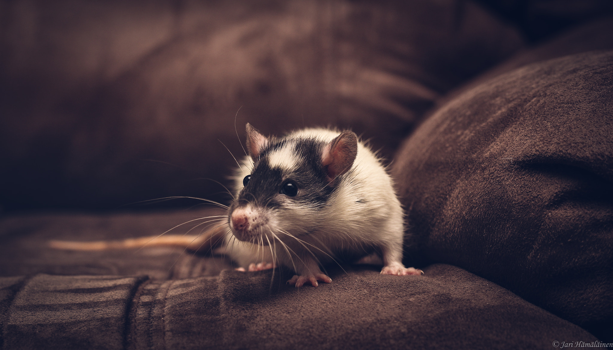 Canon EOS 60D + ZEISS Milvus 50mm F1.4 sample photo. Baby fancy rat photography