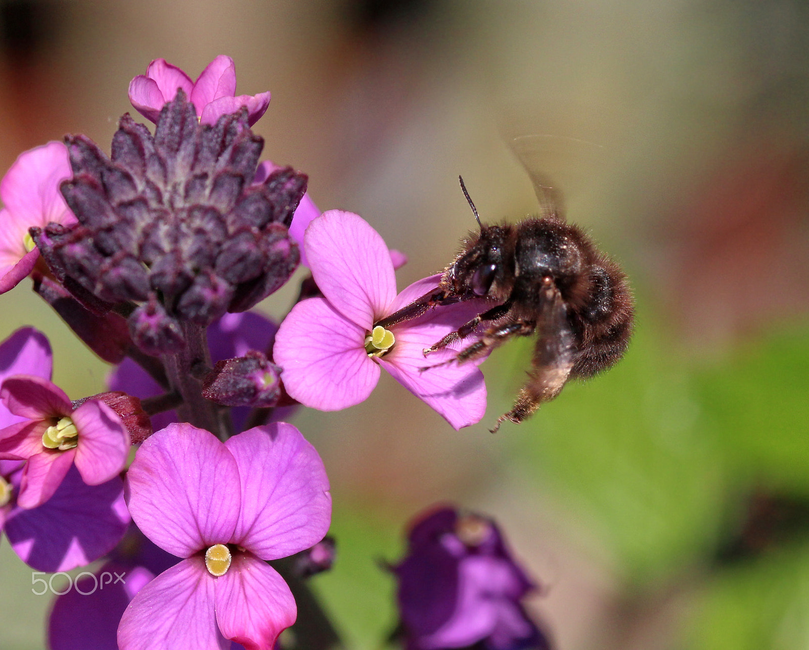 Sigma 105mm F2.8 EX DG OS HSM sample photo. In-flight bee photography
