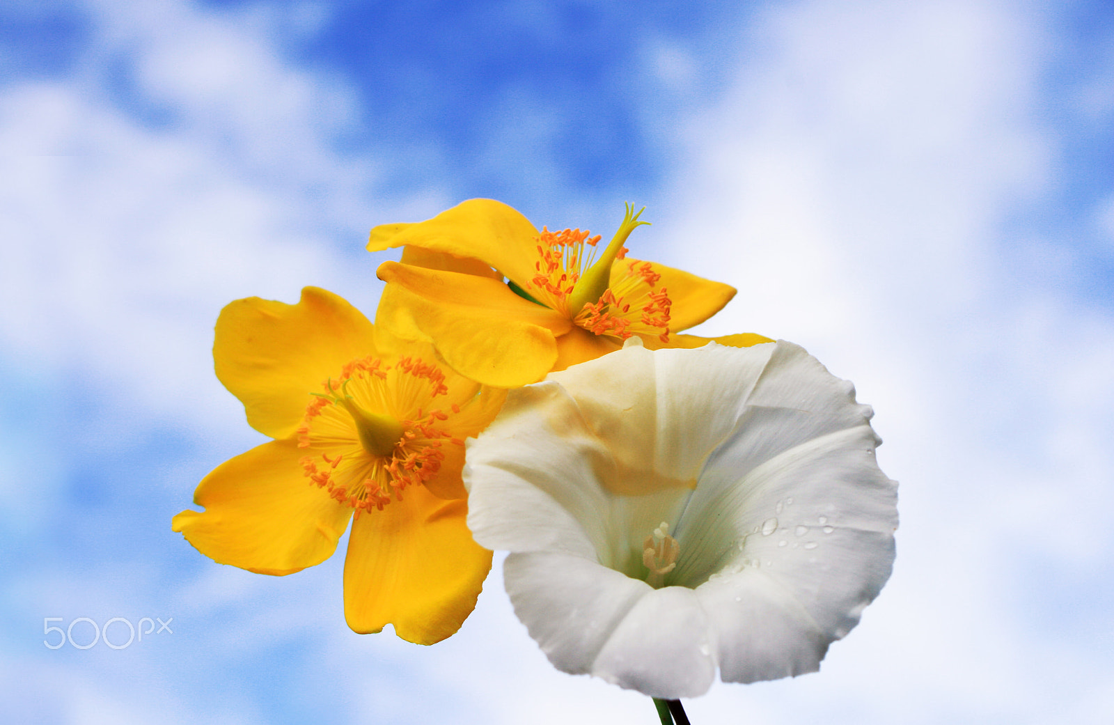 Canon EF 28-80mm f/3.5-5.6 sample photo. Flowers and sky photography