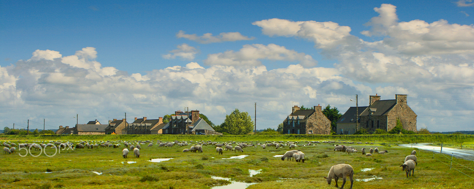 Canon EF 28-80mm f/3.5-5.6 sample photo. Sheep and low tide photography