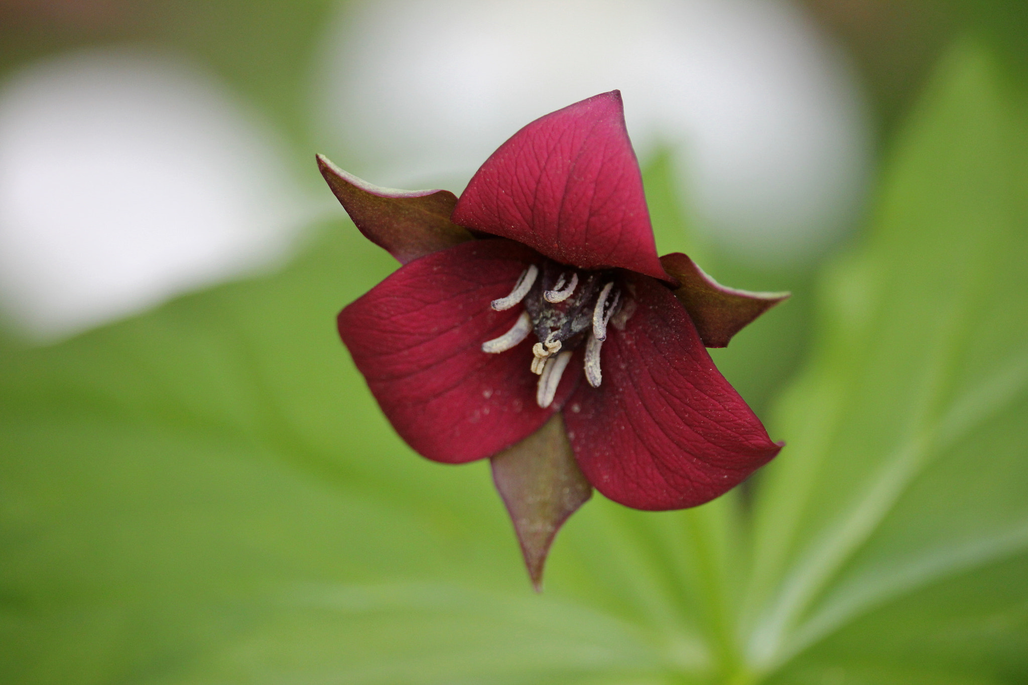 Canon EF-S 55-250mm F4-5.6 IS STM sample photo. Red. photography