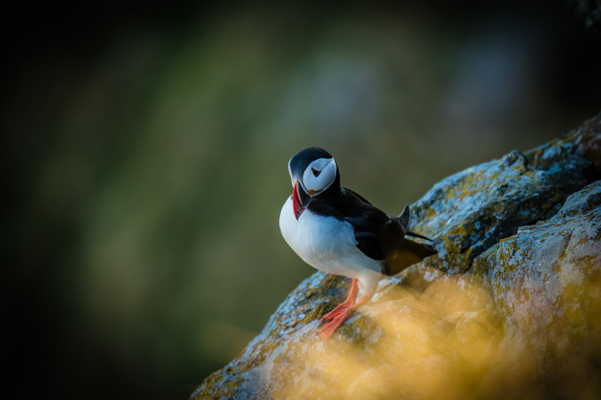 150-600mm F5-6.3 DG OS HSM | Sports 014 sample photo. 20160430-_sr_2061-2.jpg photography