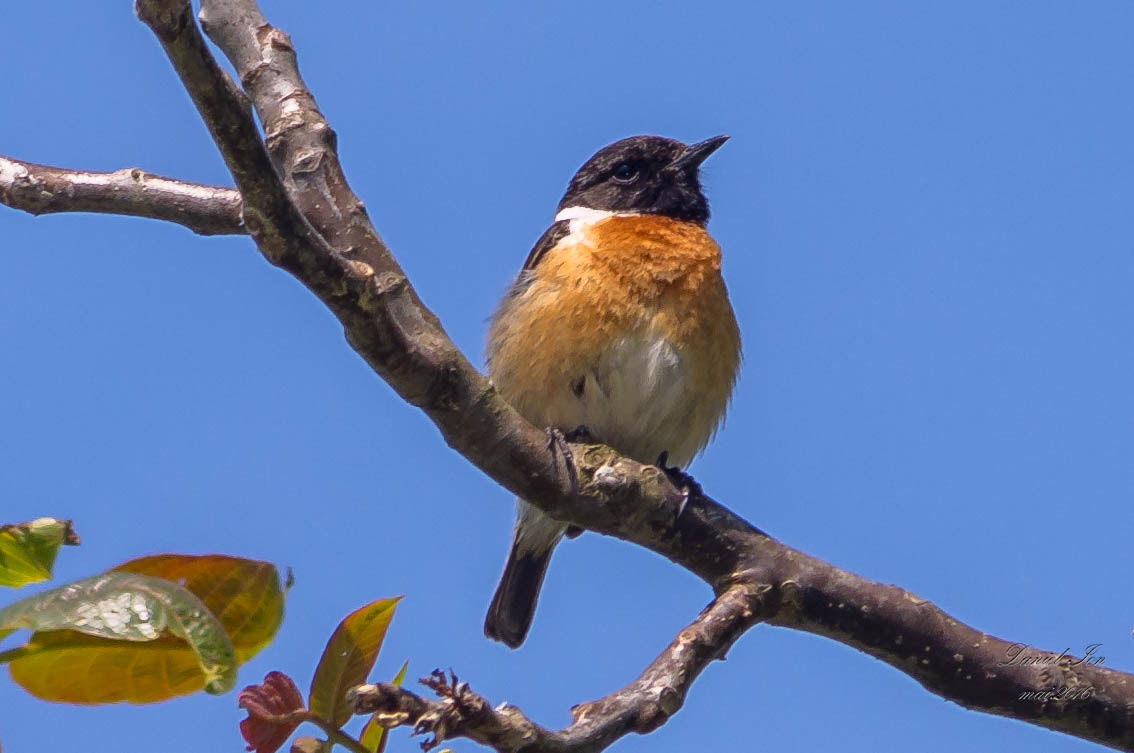 Pentax K-x + smc PENTAX-FA 70-200mm F4-5.6 sample photo. Saxicola rubicola photography