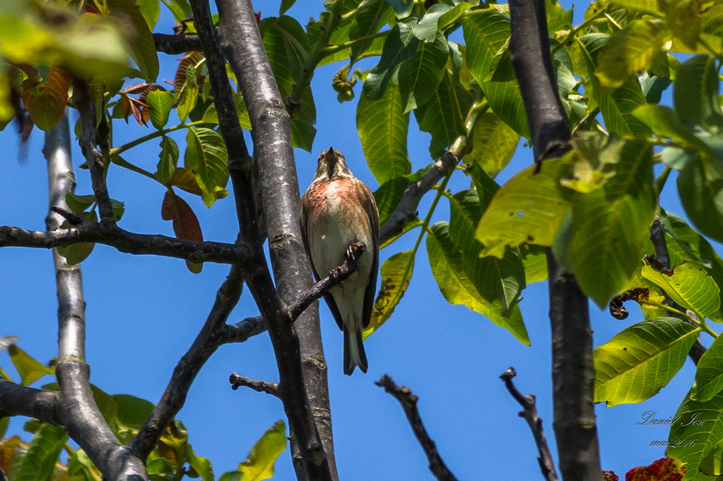 Pentax K-x + smc PENTAX-FA 70-200mm F4-5.6 sample photo. Carduelis cannabina photography