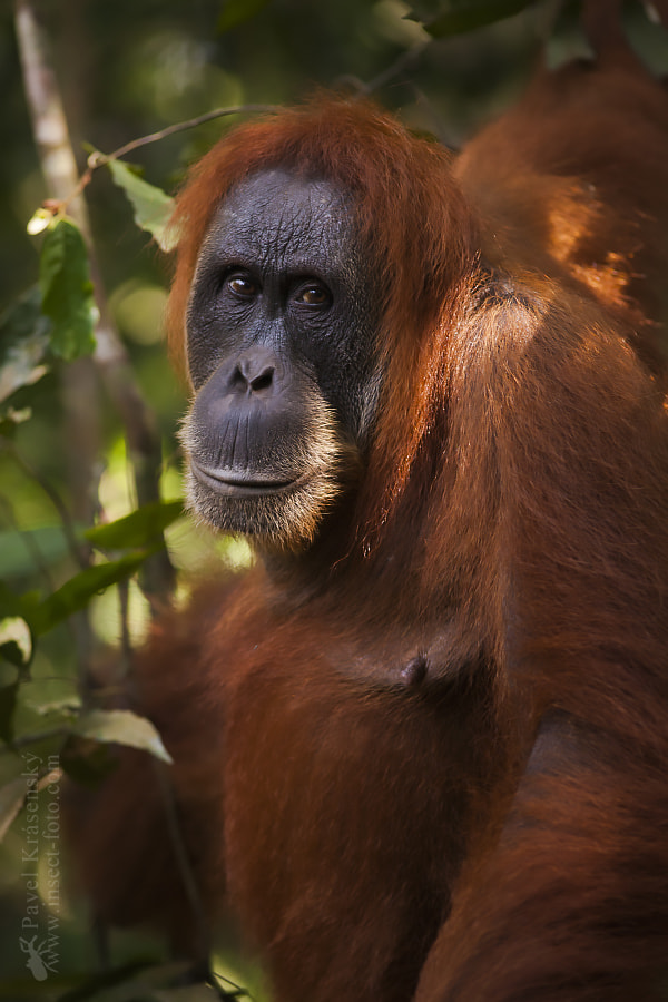 Canon EF 200mm F2.8L II USM sample photo. Orang-utan old mother... photography