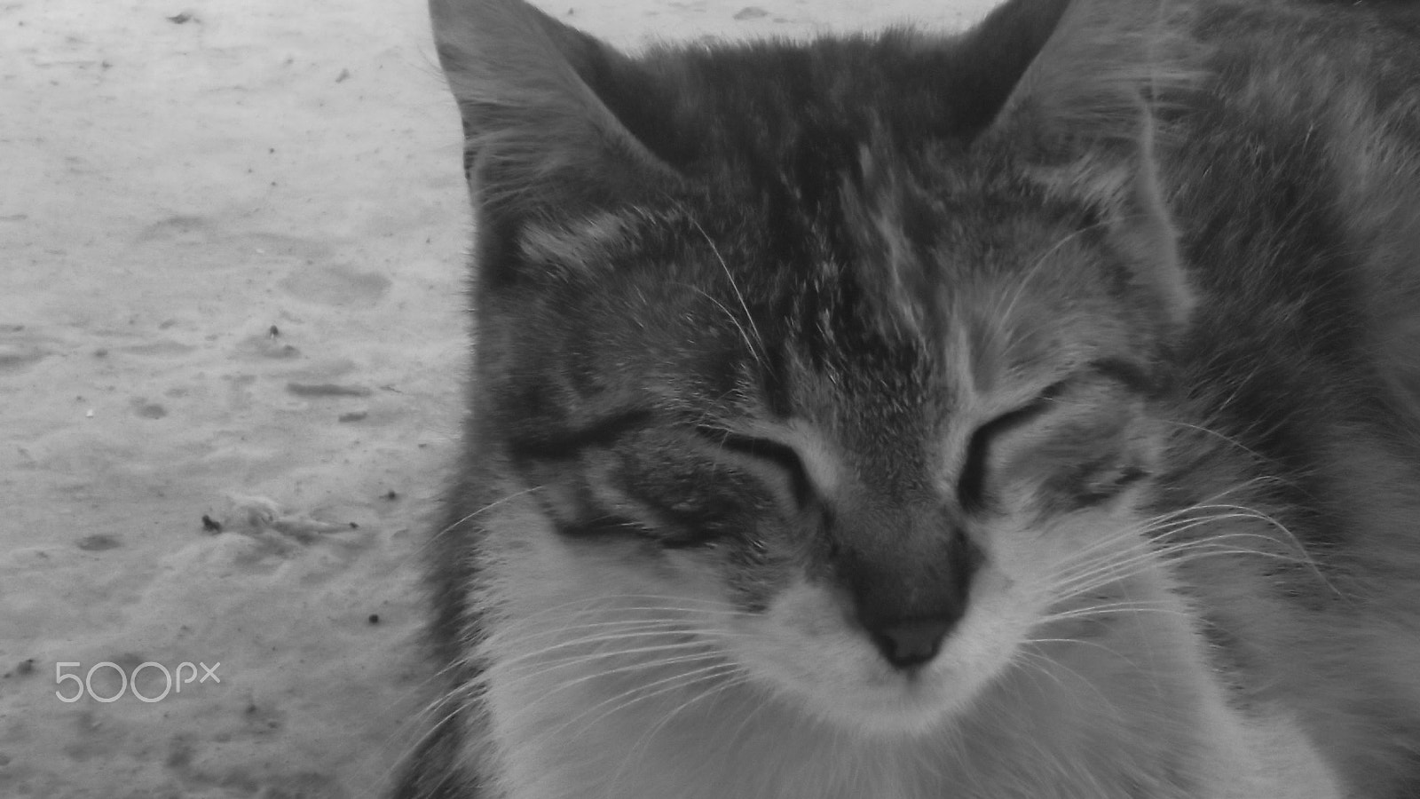 Fujifilm FinePix JX370 sample photo. Tired cat photography